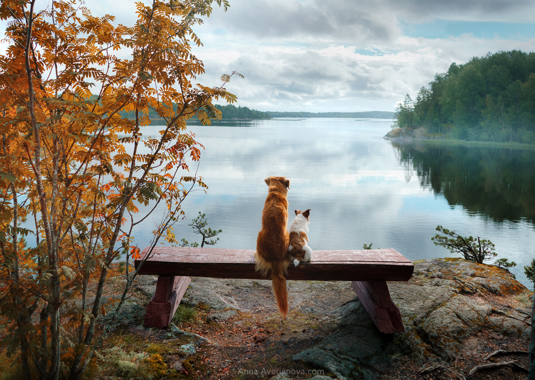 Photo of dogs in nature. landscape with dog. Dog photographer Averianova Anna — Art photography of dogs