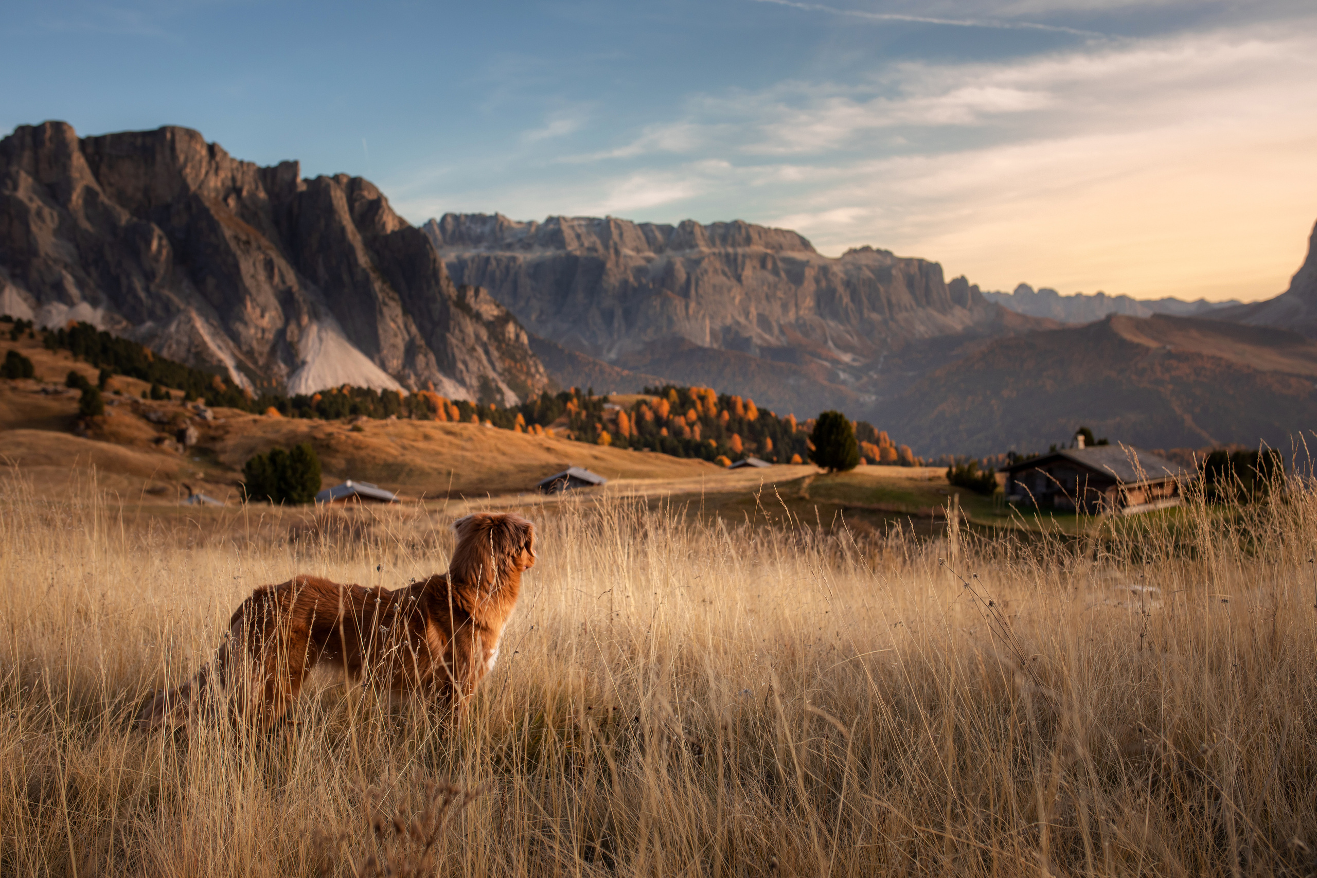 Photo of dogs in nature. landscape with dog. Dog photographer Averianova Anna — Art photography of dogs