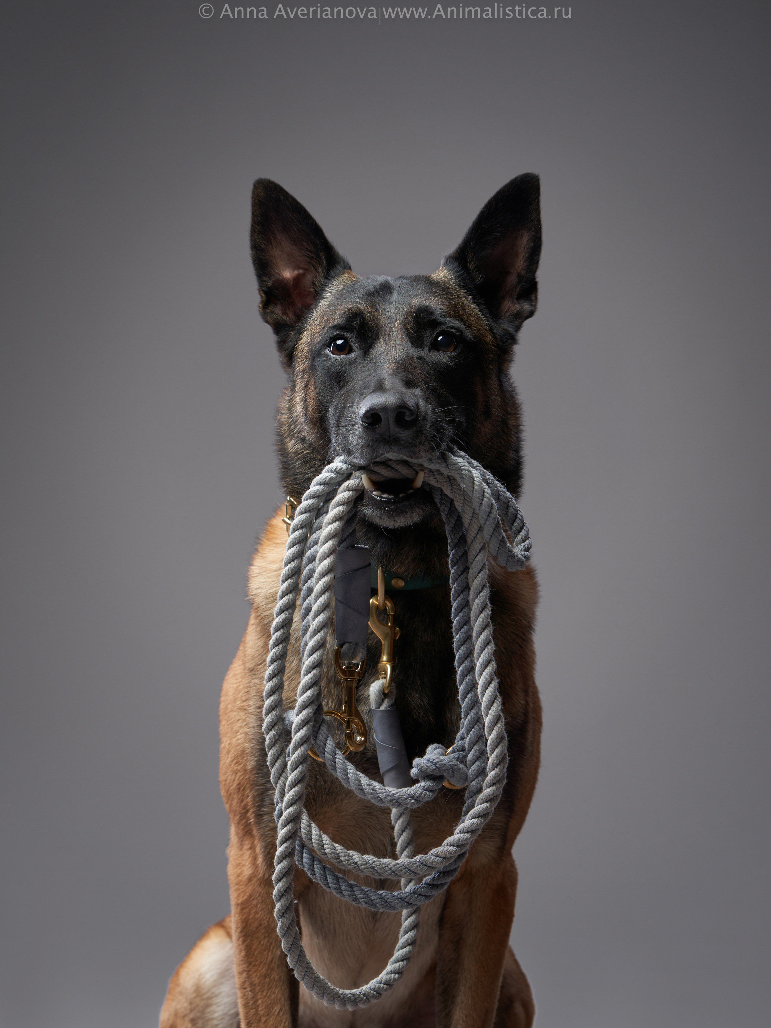 Advertising shooting with animals. Pets in advertising. Dog photographer Averianova Anna — Art photography of dogs