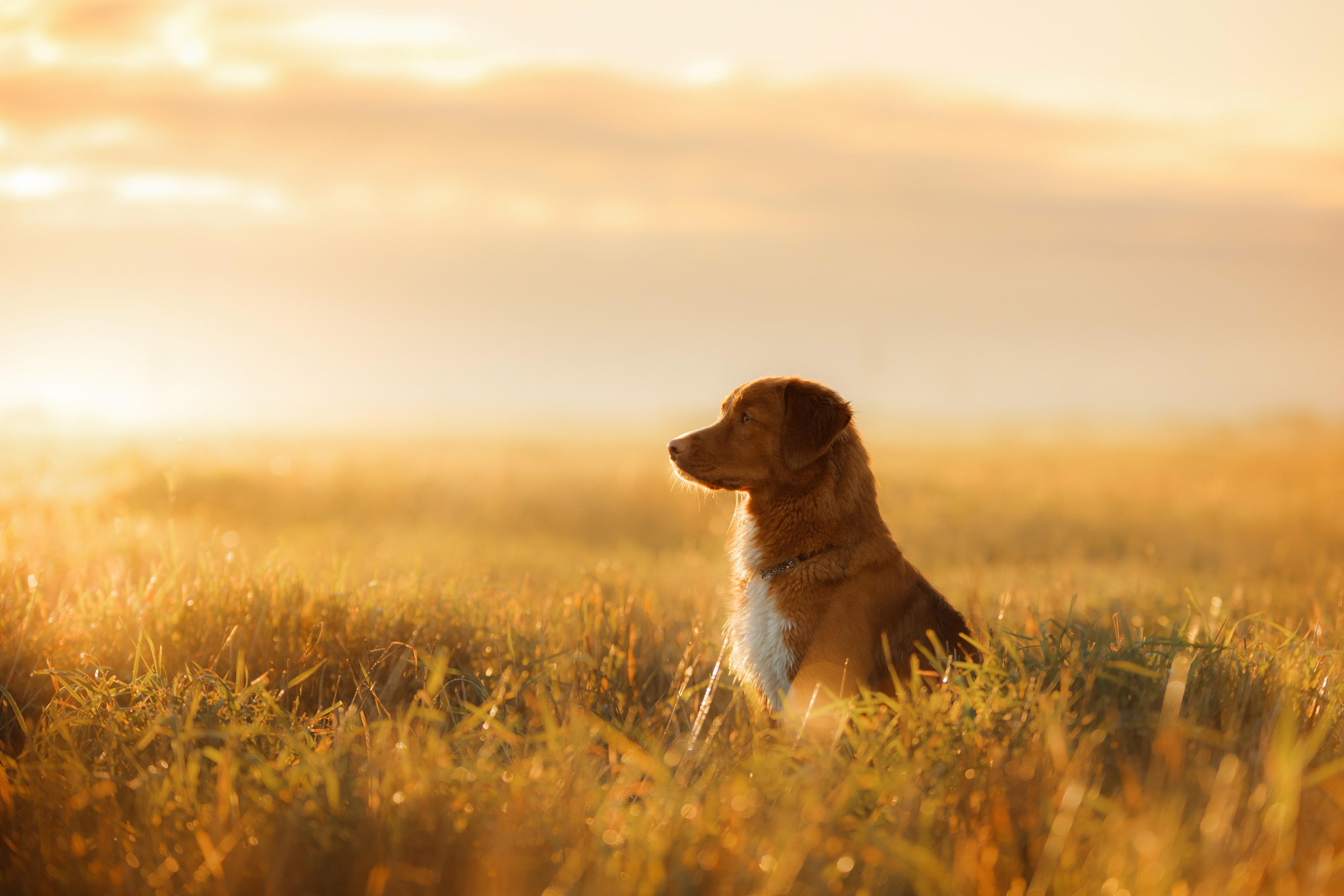 Photo of dogs in nature. landscape with dog. Dog photographer Averianova Anna — Art photography of dogs