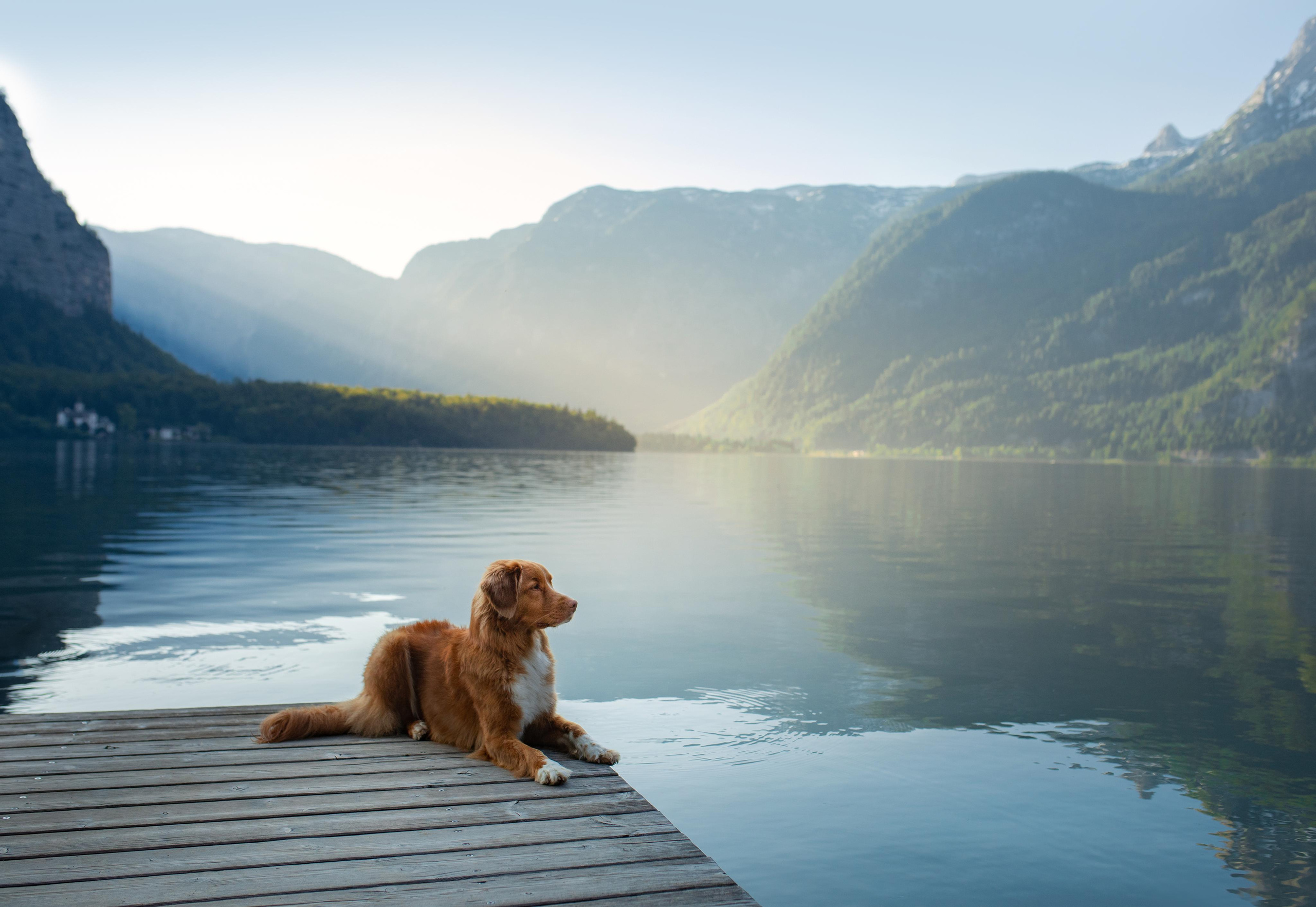 Photo of dogs in nature. landscape with dog. Dog photographer Averianova Anna — Art photography of dogs