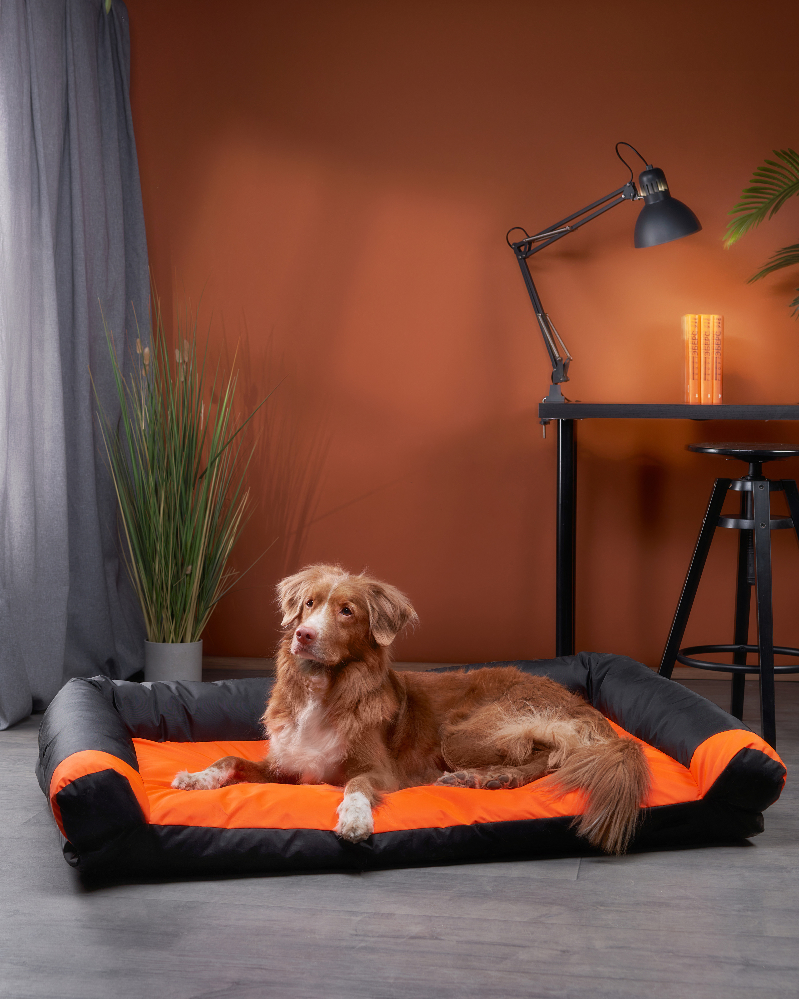 Advertising shooting with animals. Pets in advertising. Dog photographer Averianova Anna — Art photography of dogs