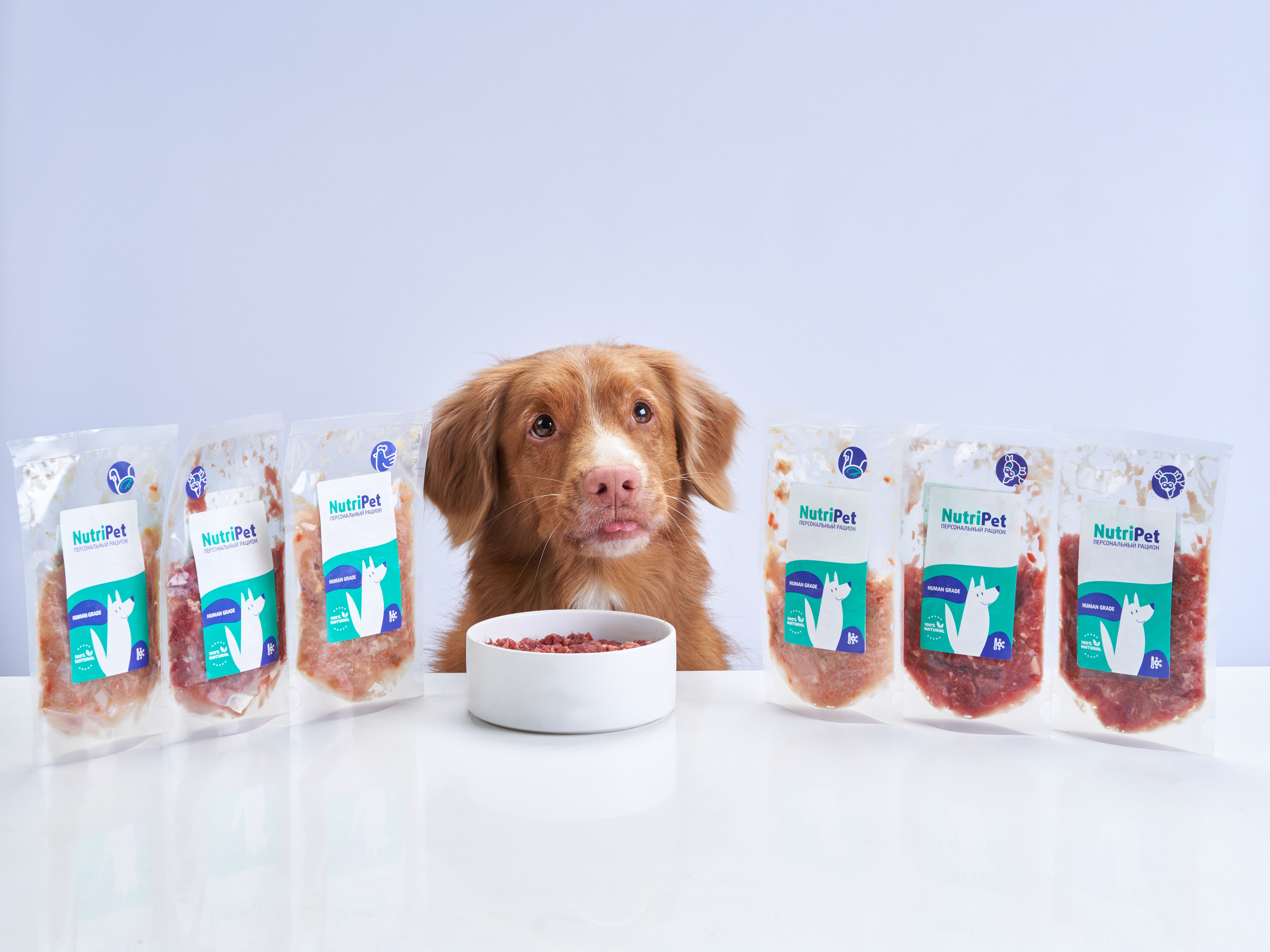 Advertising shooting with animals. Pets in advertising. Dog photographer Averianova Anna — Art photography of dogs