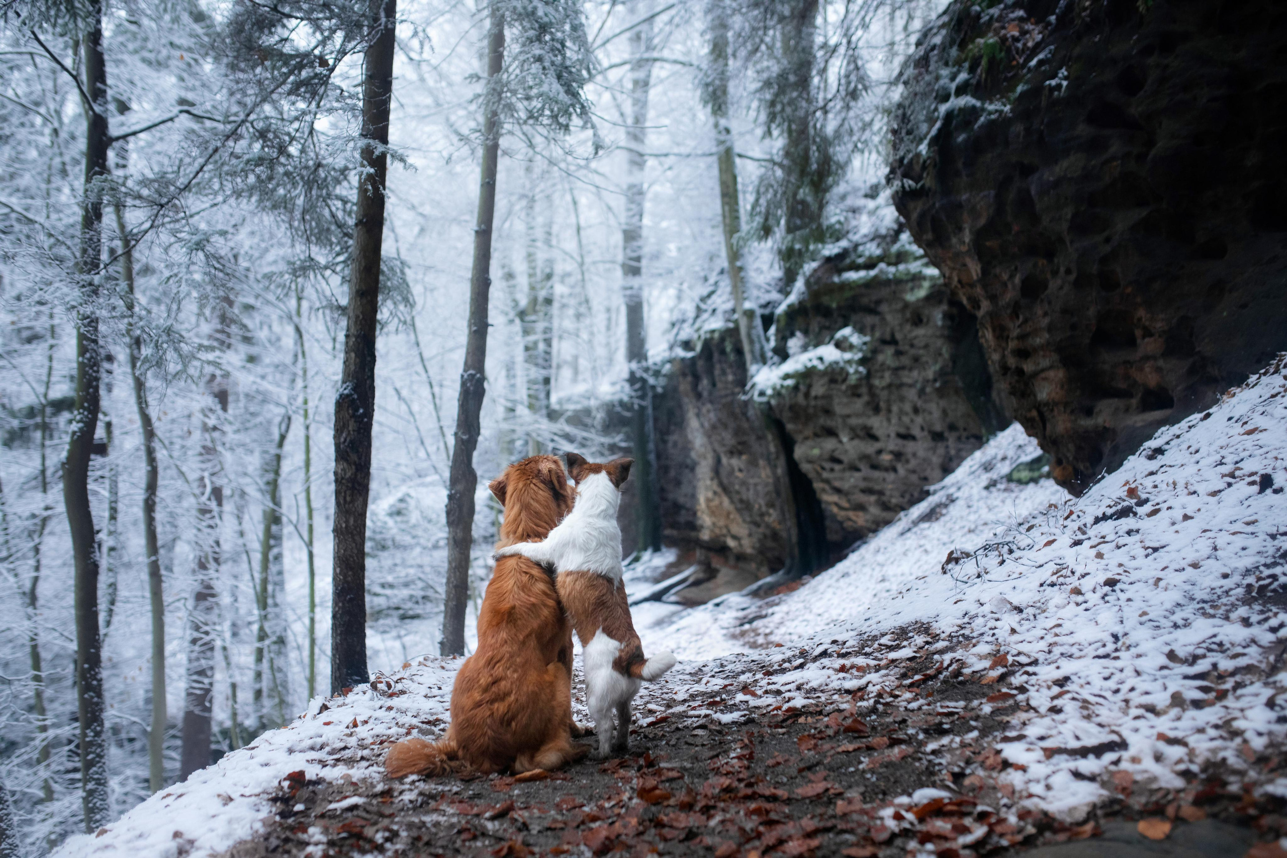 Photo of dogs in nature. landscape with dog. Dog photographer Averianova Anna — Art photography of dogs