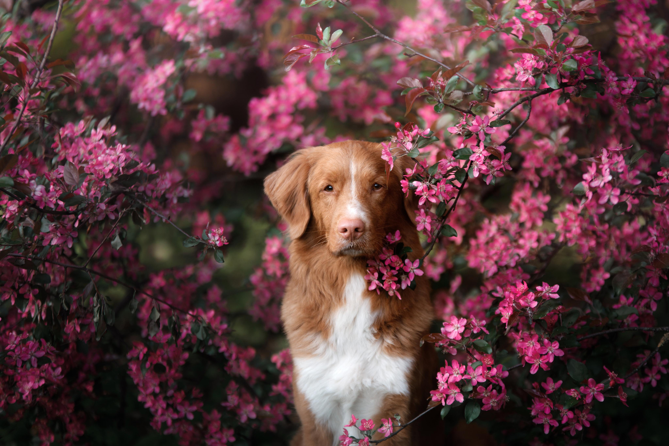 Photo of dogs in nature. landscape with dog. Dog photographer Averianova Anna — Art photography of dogs