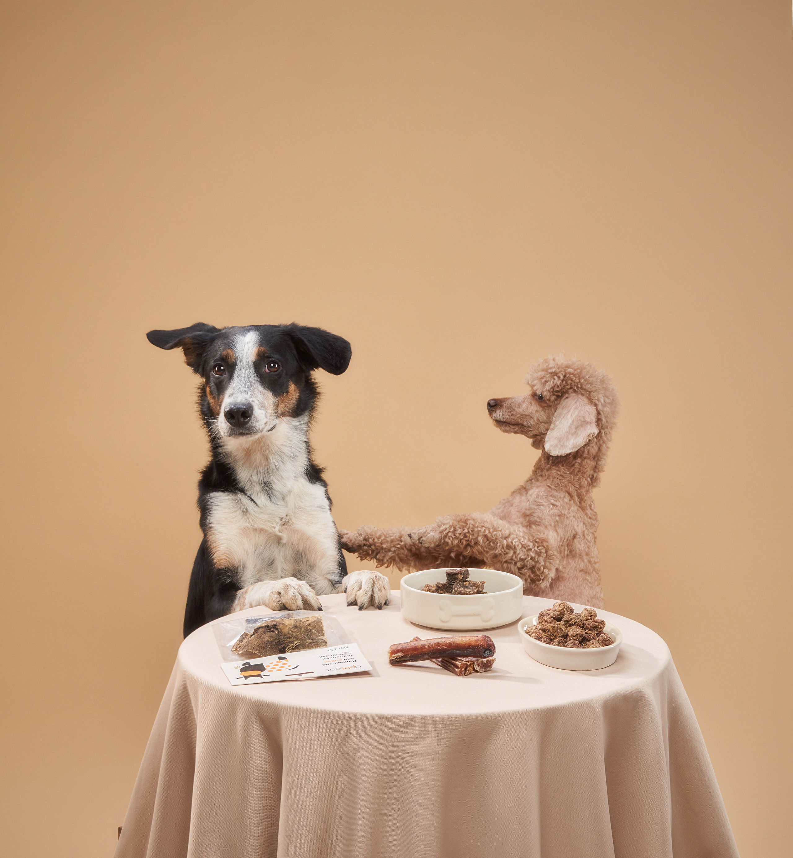 Advertising shooting with animals. Pets in advertising. Dog photographer Averianova Anna — Art photography of dogs