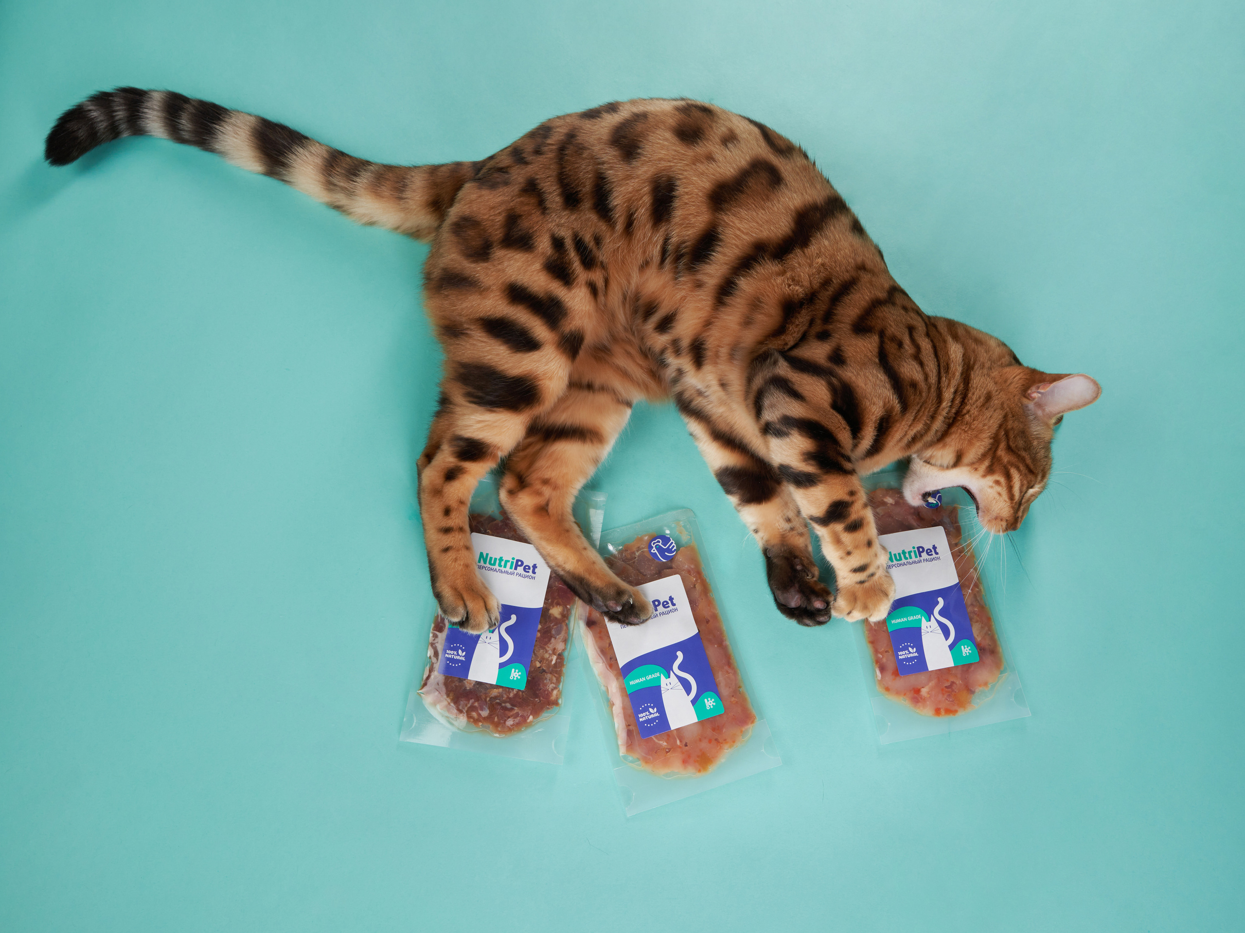 Advertising shooting with animals. Pets in advertising. Dog photographer Averianova Anna — Art photography of dogs