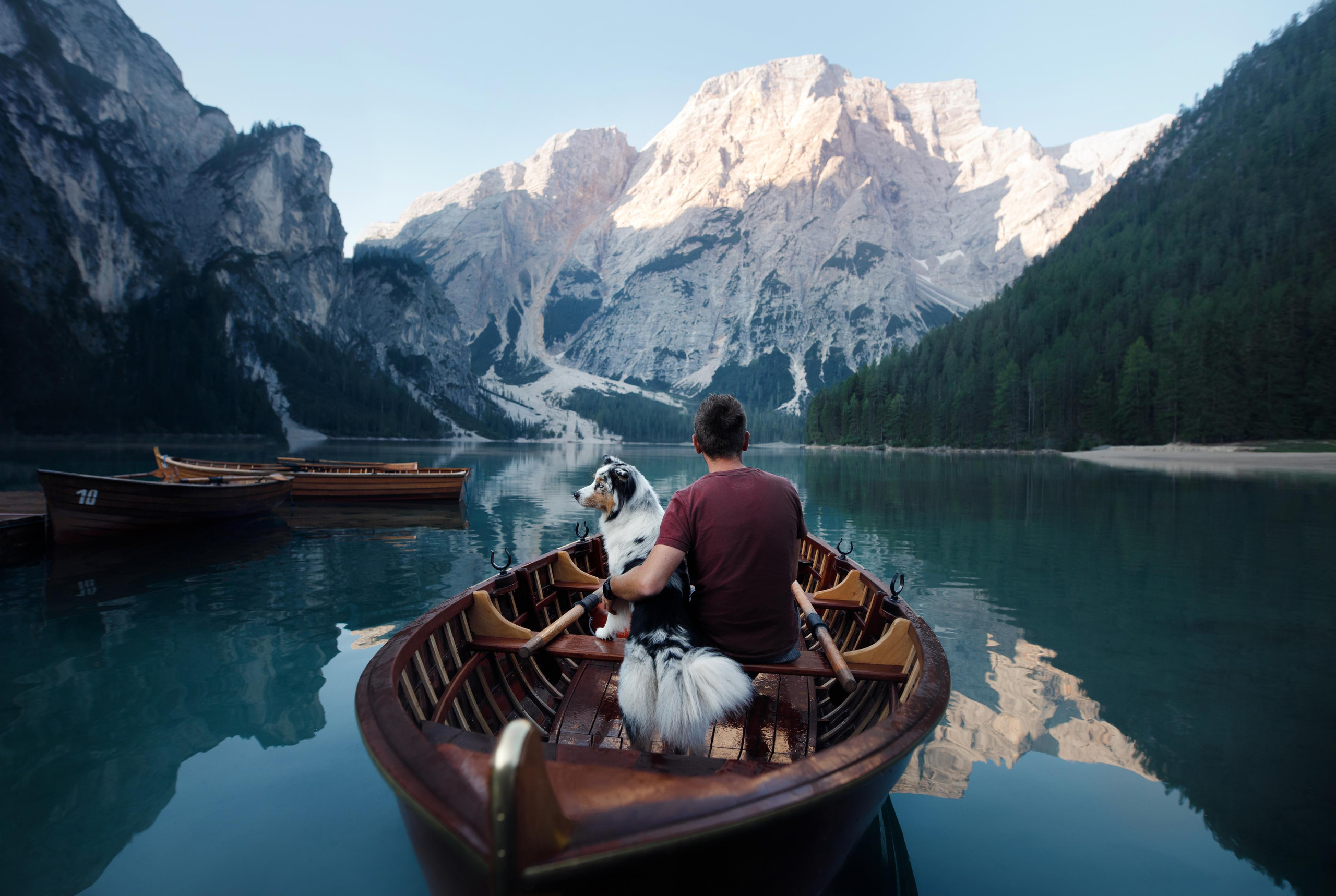Photo of dogs in nature. landscape with dog. Dog photographer Averianova Anna — Art photography of dogs
