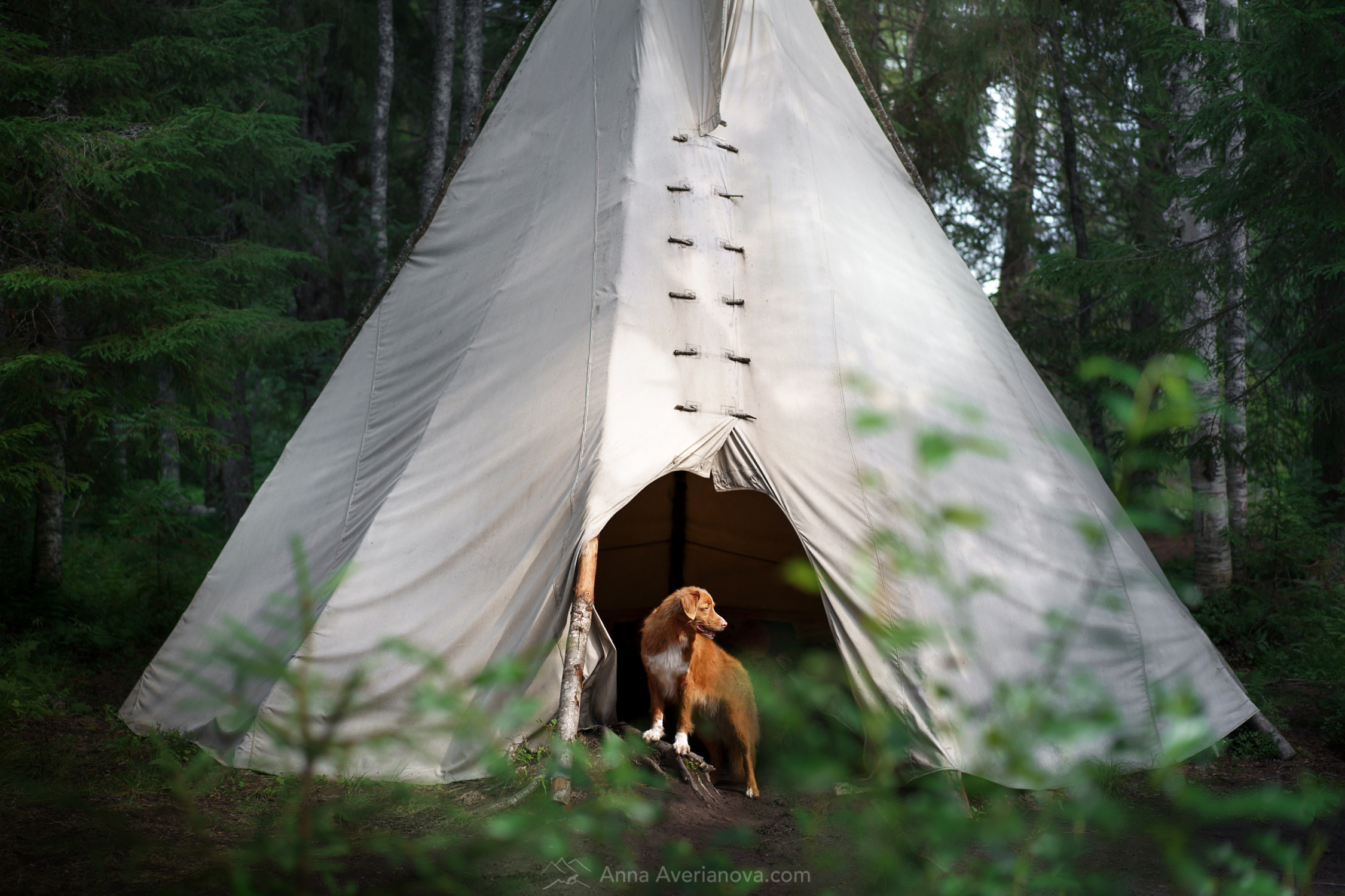 Photo of dogs in nature. landscape with dog. Dog photographer Averianova Anna — Art photography of dogs