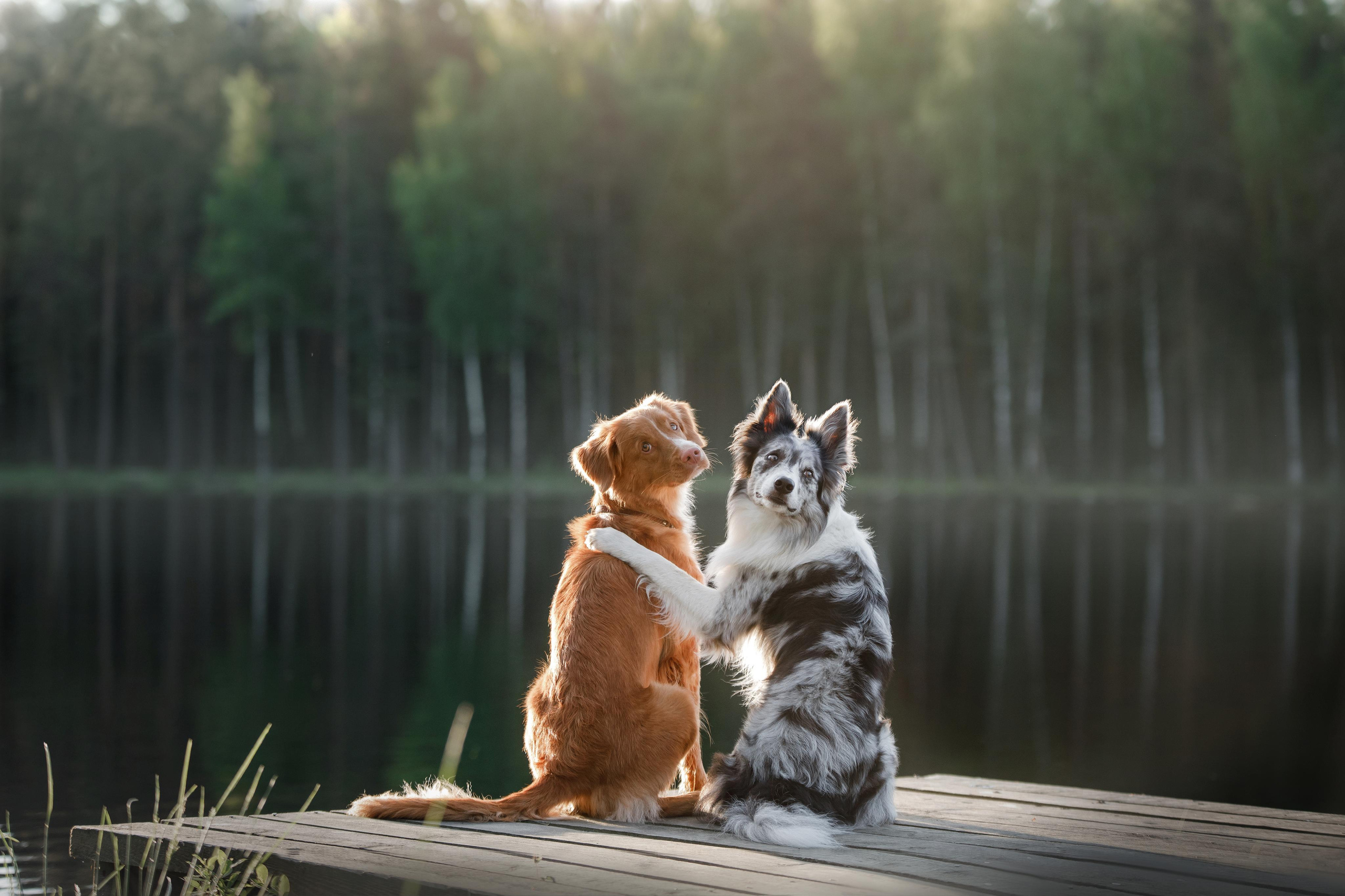 Photo of dogs in nature. landscape with dog. Dog photographer Averianova Anna — Art photography of dogs