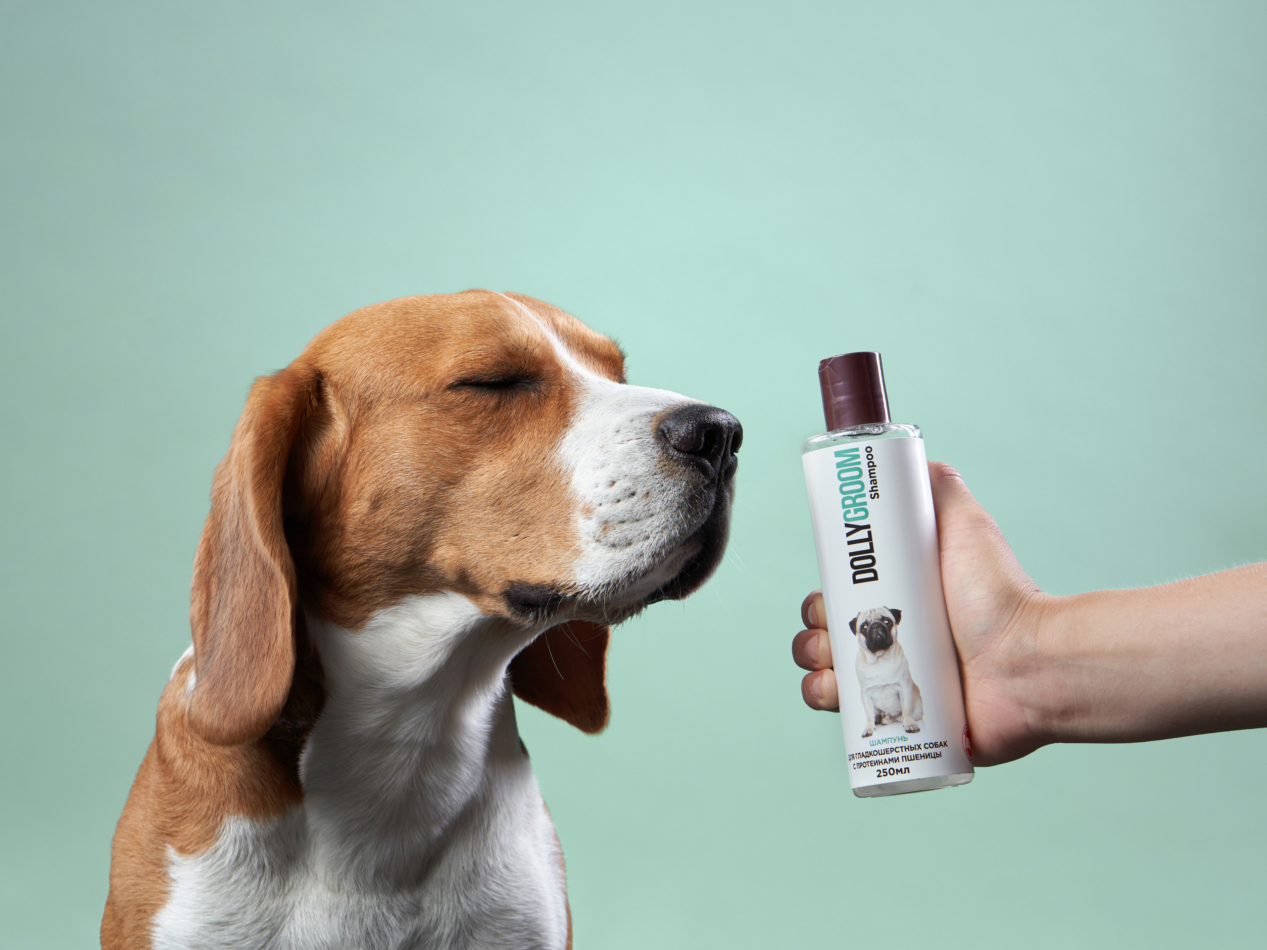 Advertising shooting with animals. Pets in advertising. Dog photographer Averianova Anna — Art photography of dogs