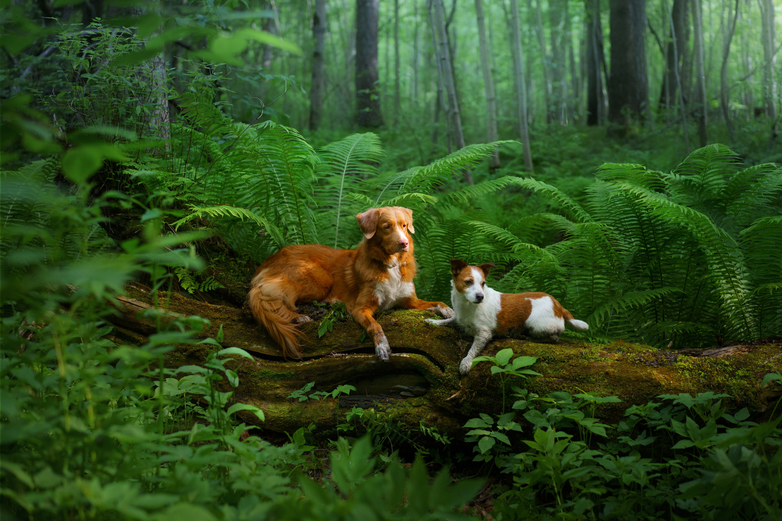 Photo of dogs in nature. landscape with dog. Dog photographer Averianova Anna — Art photography of dogs