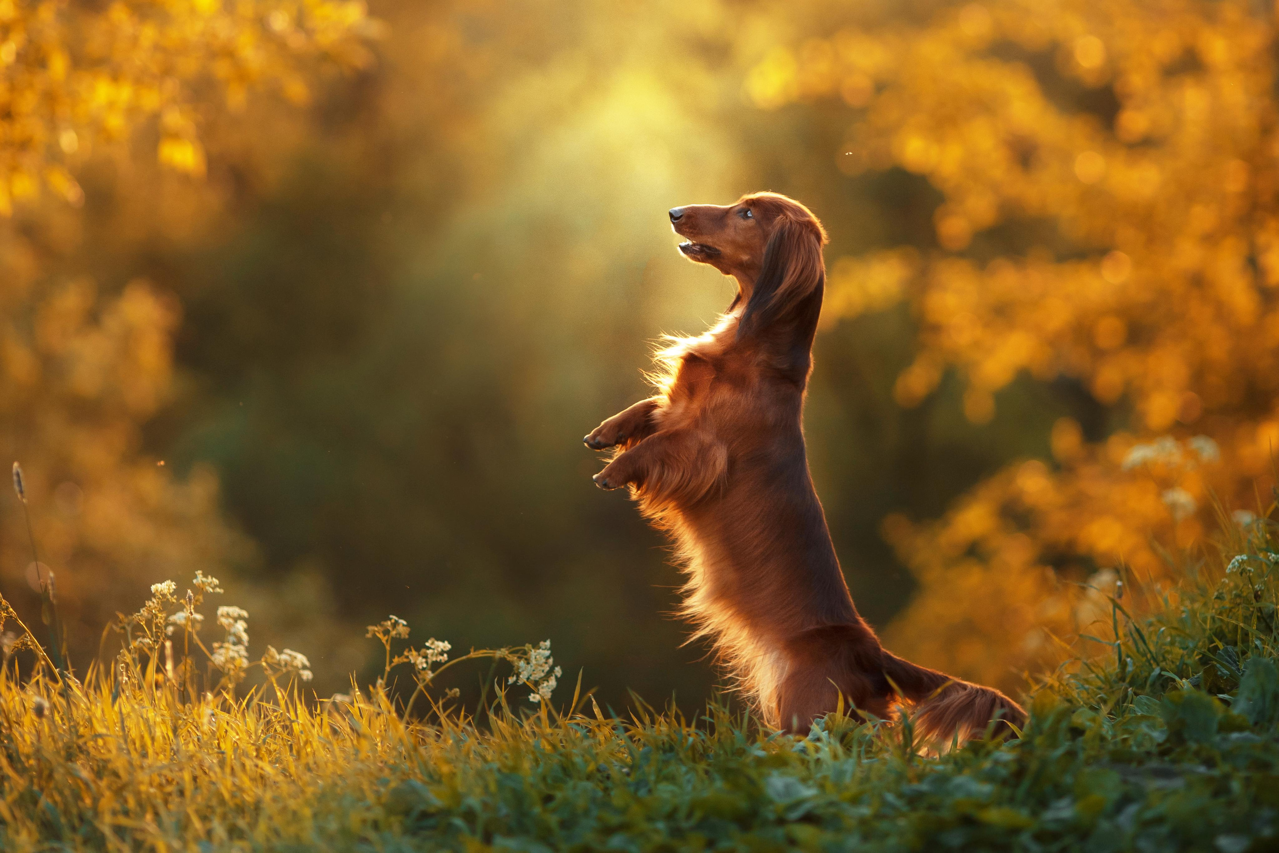 Photo of dogs in nature. landscape with dog. Dog photographer Averianova Anna — Art photography of dogs