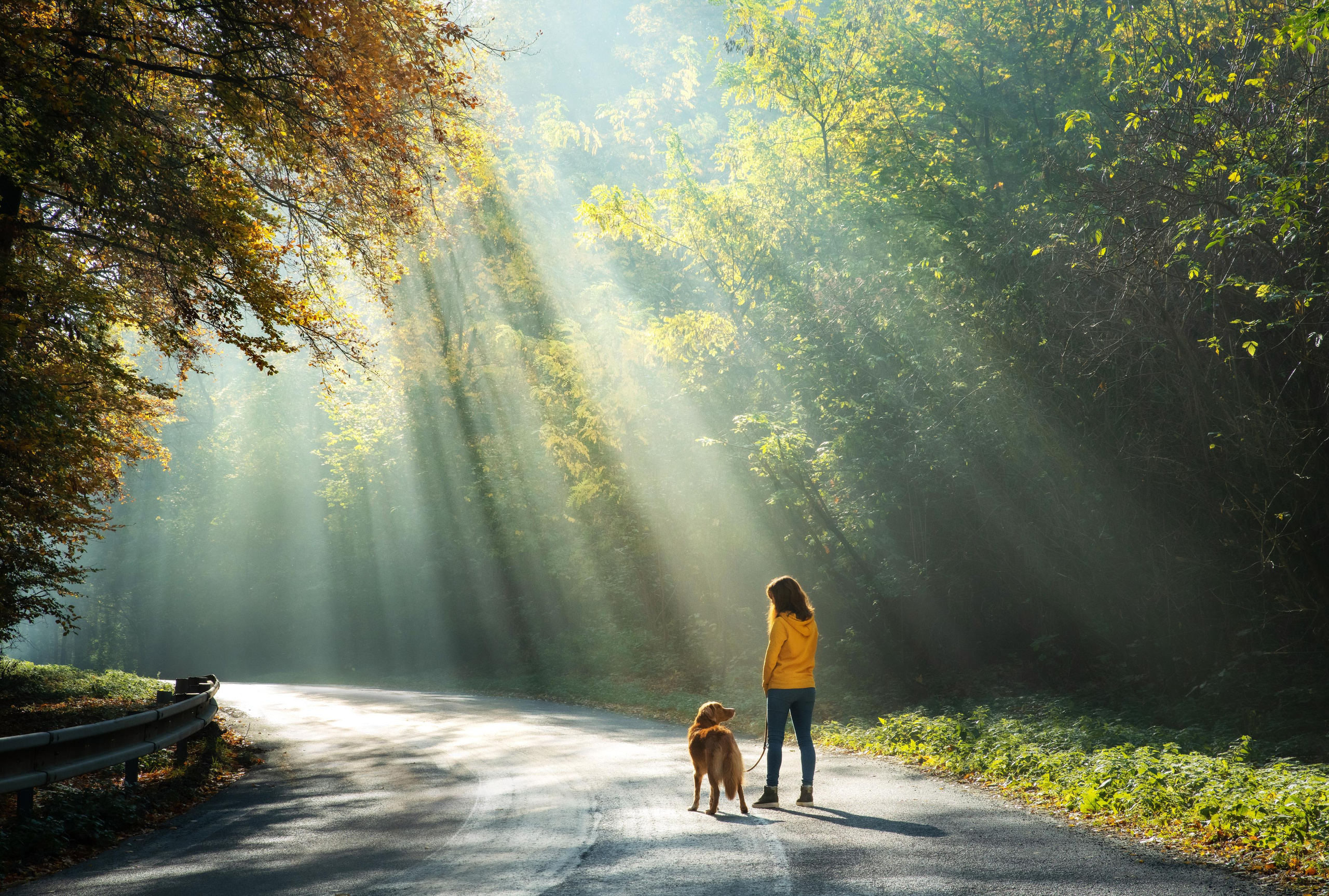 Photo of dogs in nature. landscape with dog. Dog photographer Averianova Anna — Art photography of dogs