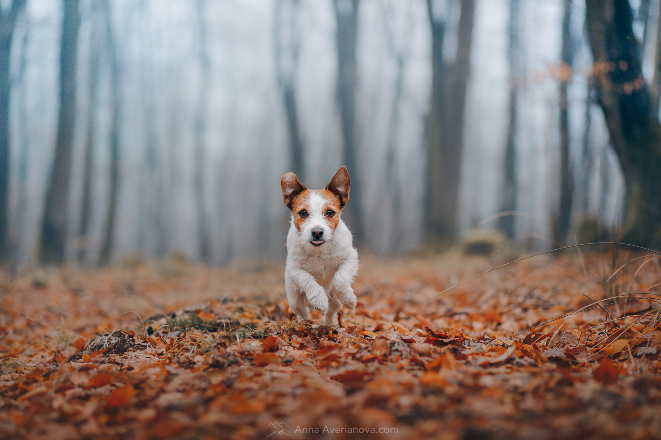 Photo of dogs in nature. landscape with dog. Dog photographer Averianova Anna — Art photography of dogs