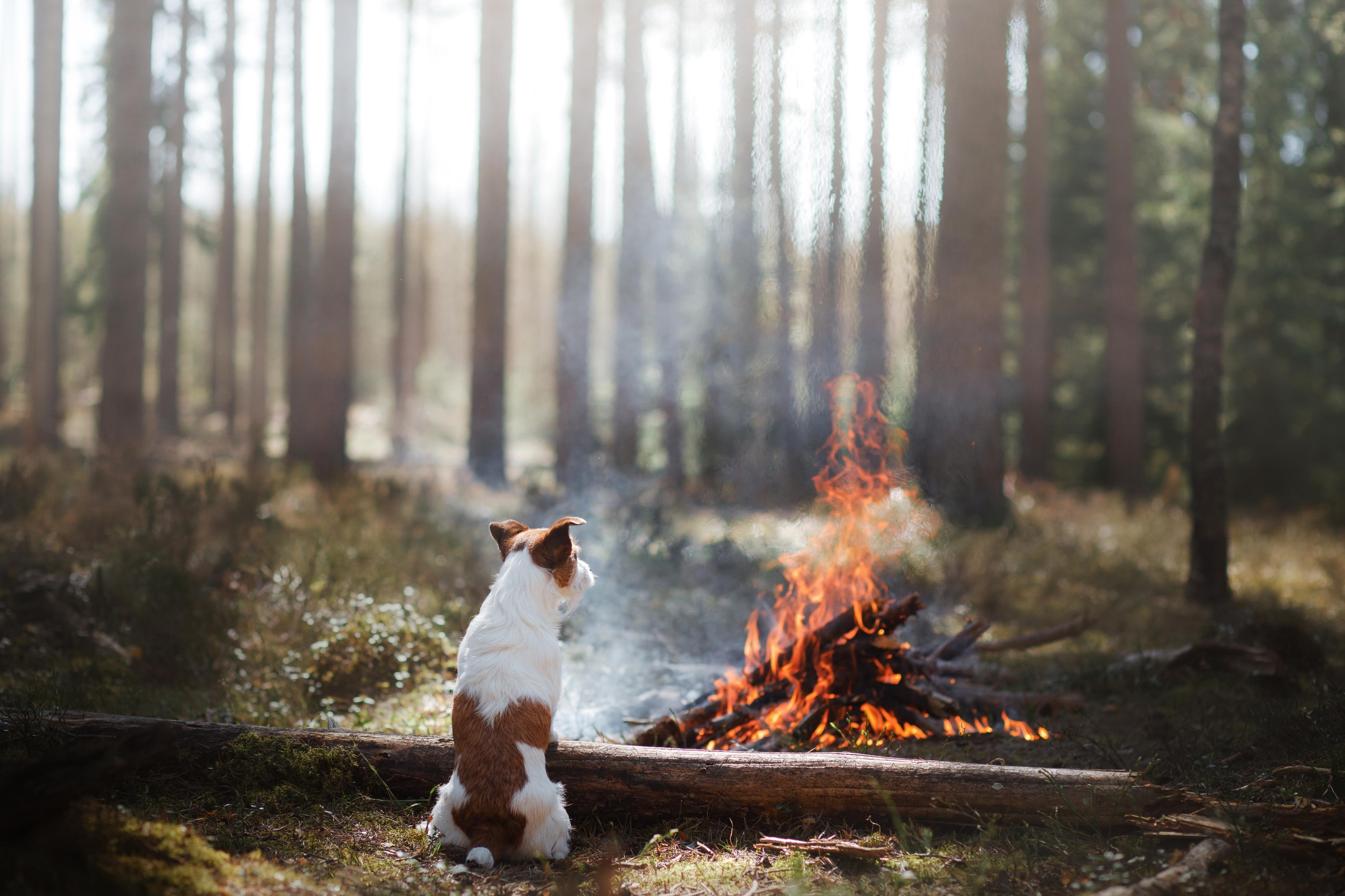 Photo of dogs in nature. landscape with dog. Dog photographer Averianova Anna — Art photography of dogs