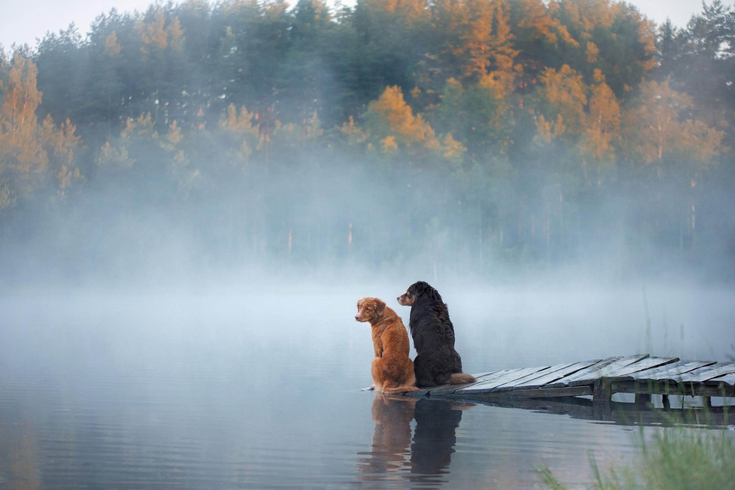Photo of dogs in nature. landscape with dog. Dog photographer Averianova Anna — Art photography of dogs