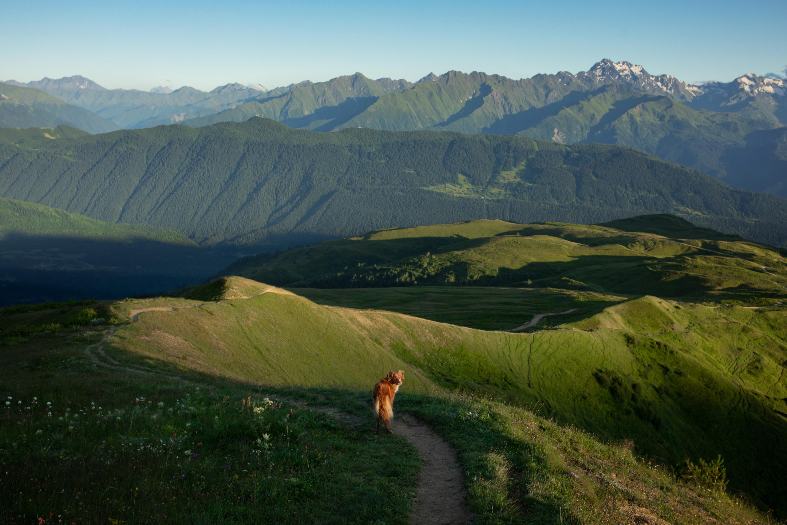 Photo of dogs in nature. landscape with dog. Dog photographer Averianova Anna — Art photography of dogs