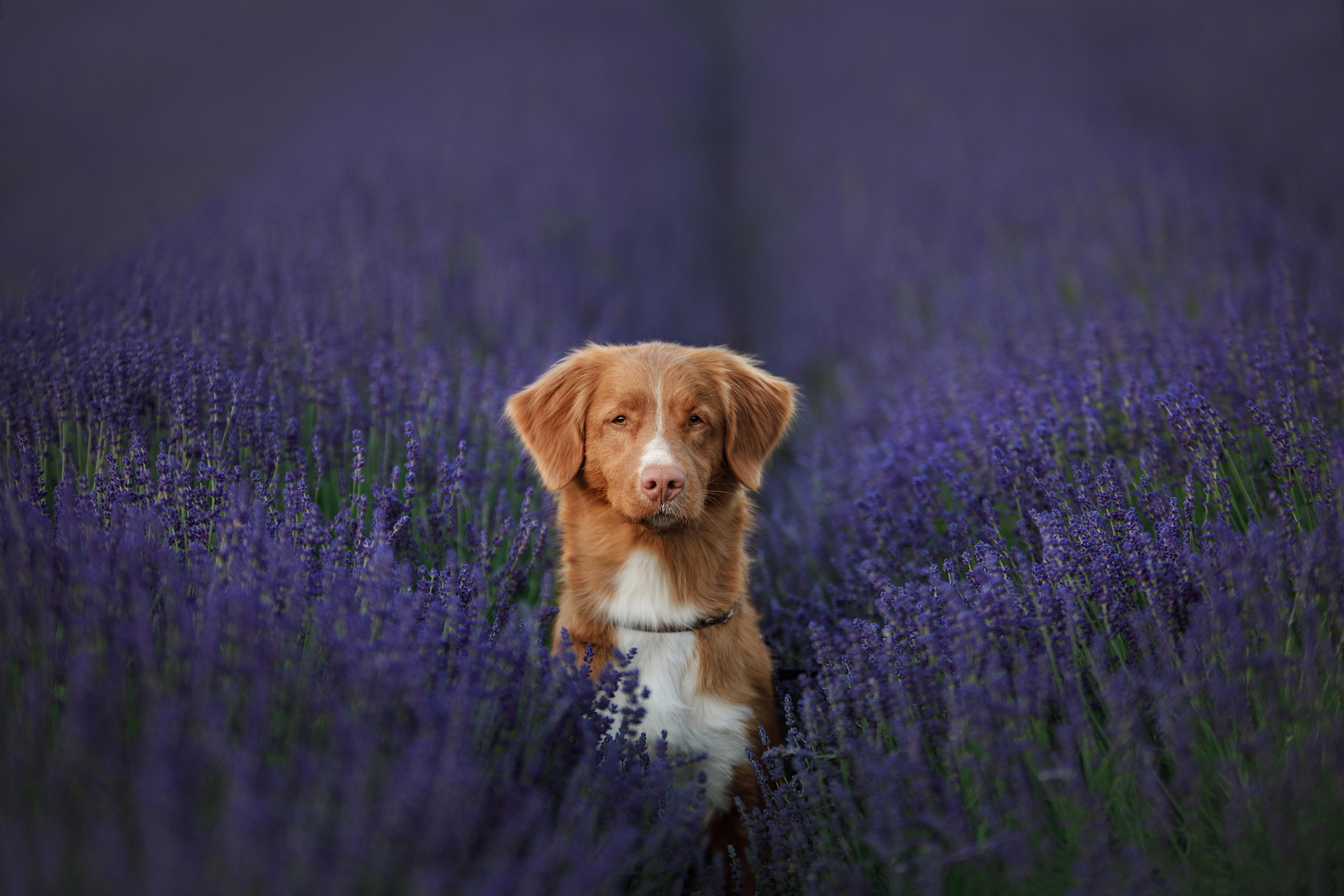 Photo of dogs in nature. landscape with dog. Dog photographer Averianova Anna — Art photography of dogs