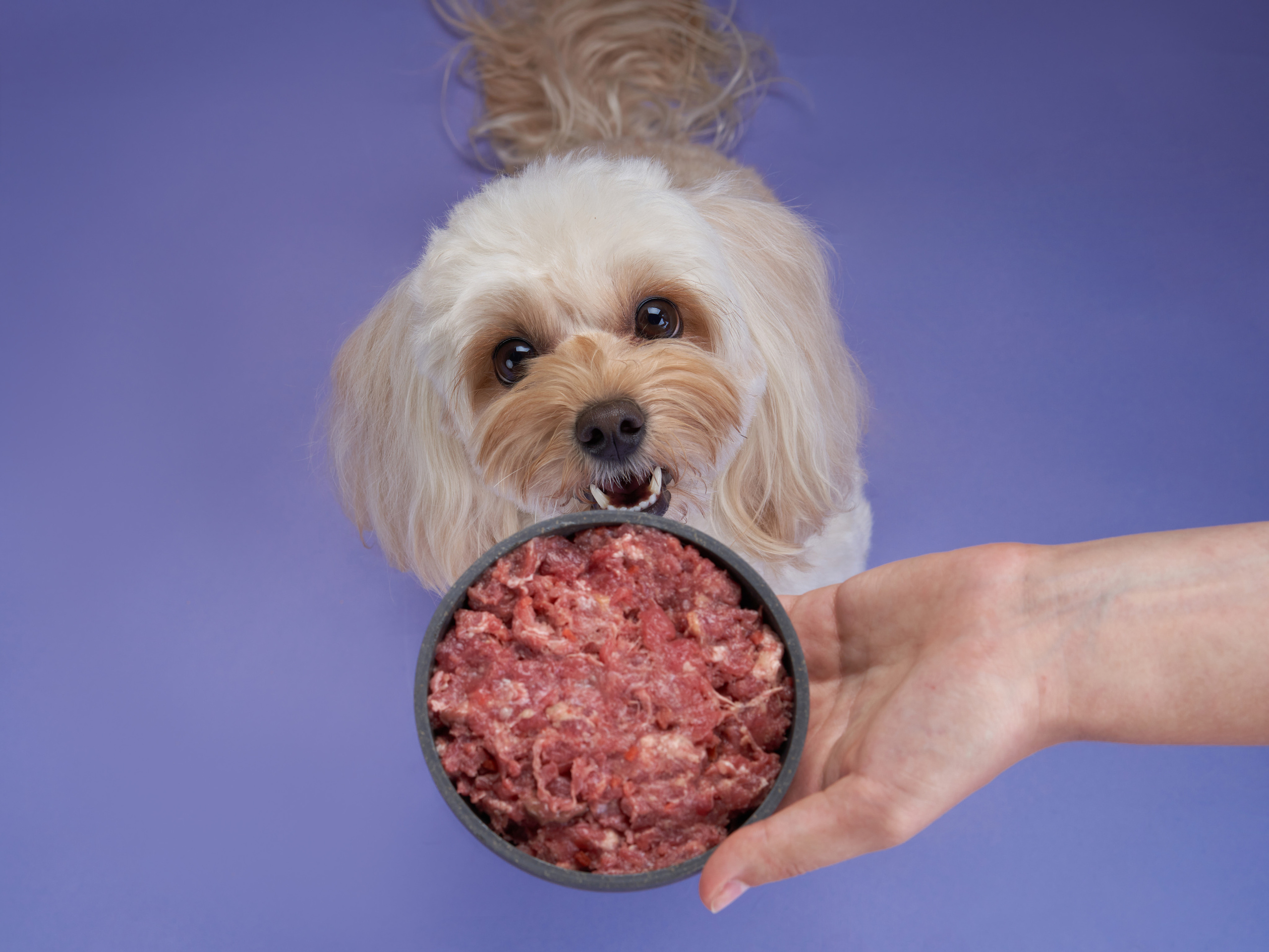 Advertising shooting with animals. Pets in advertising. Dog photographer Averianova Anna — Art photography of dogs