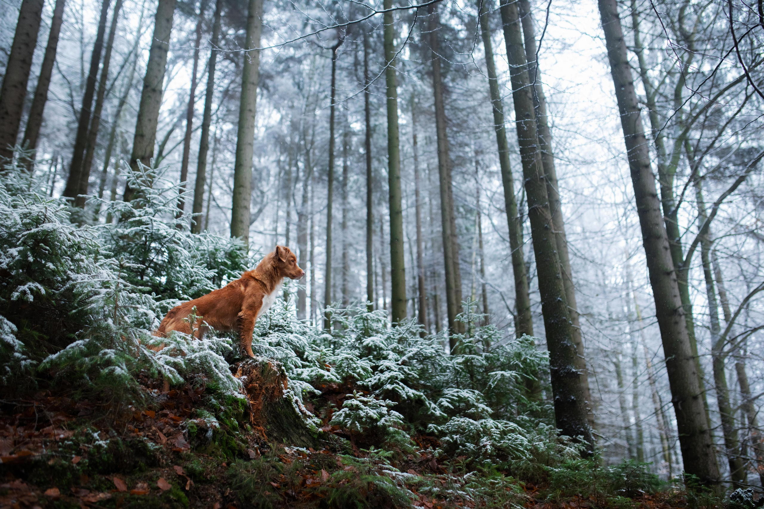 Photo of dogs in nature. landscape with dog. Dog photographer Averianova Anna — Art photography of dogs
