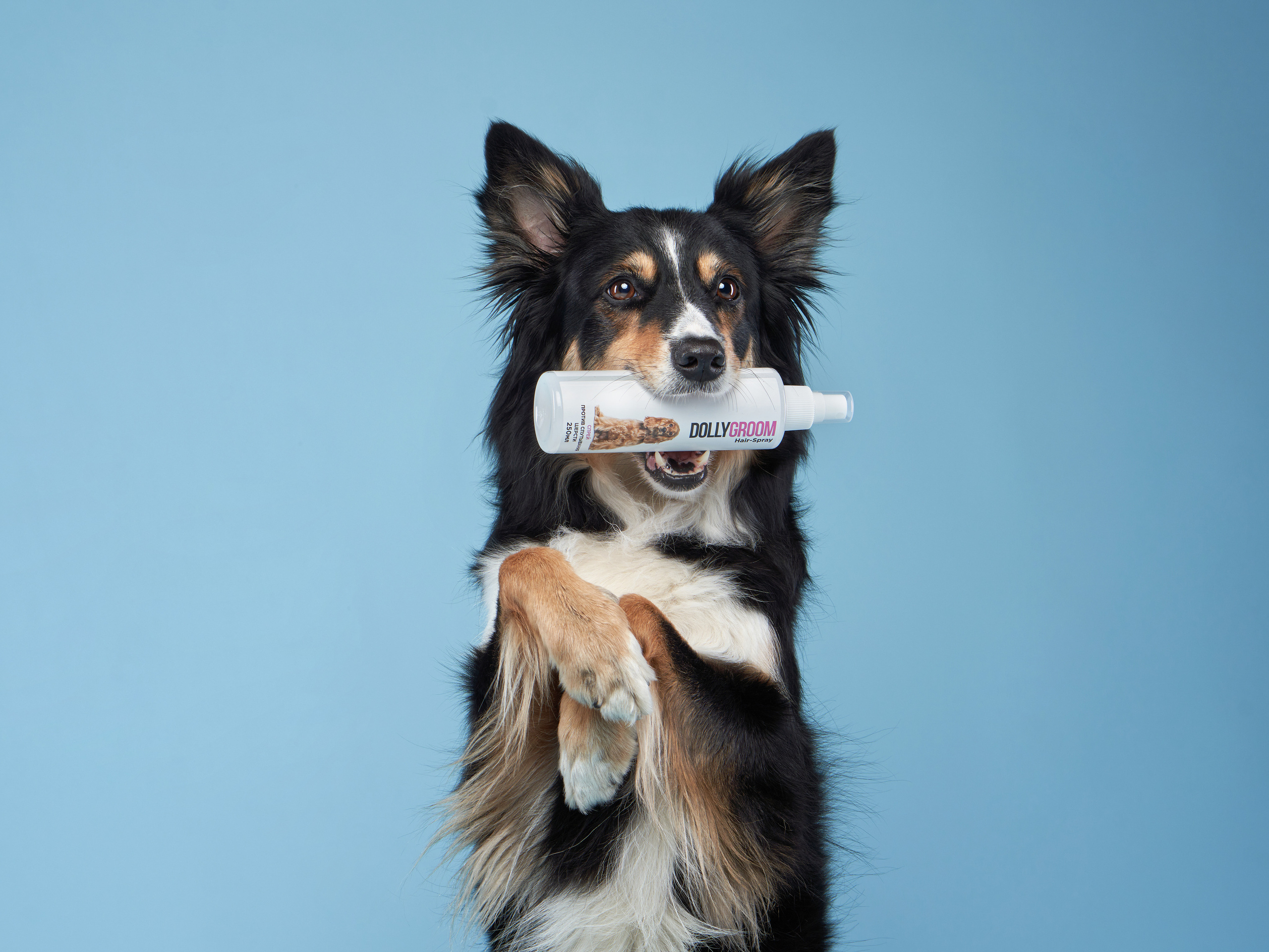 Advertising shooting with animals. Pets in advertising. Dog photographer Averianova Anna — Art photography of dogs
