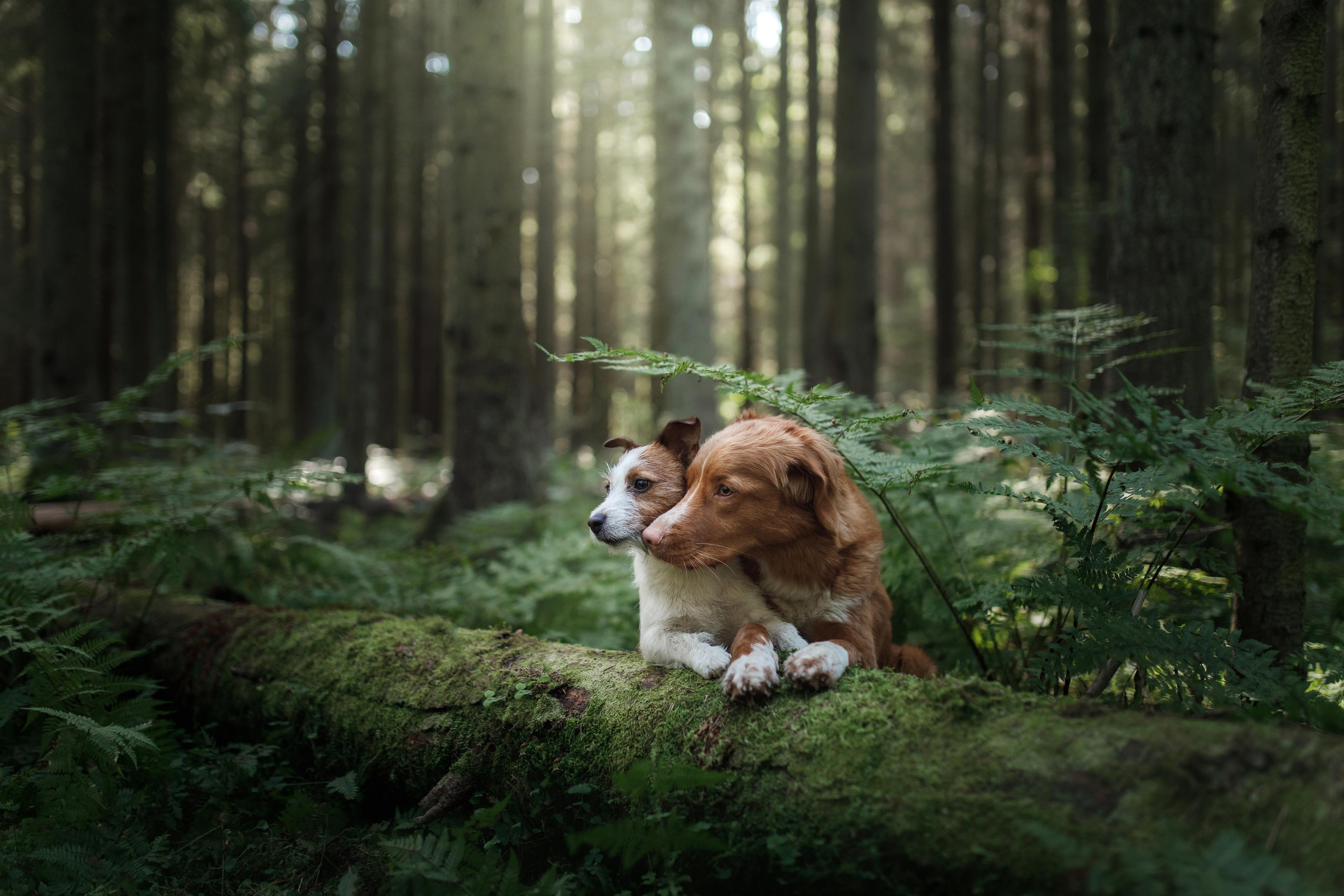 Photo of dogs in nature. landscape with dog. Dog photographer Averianova Anna — Art photography of dogs