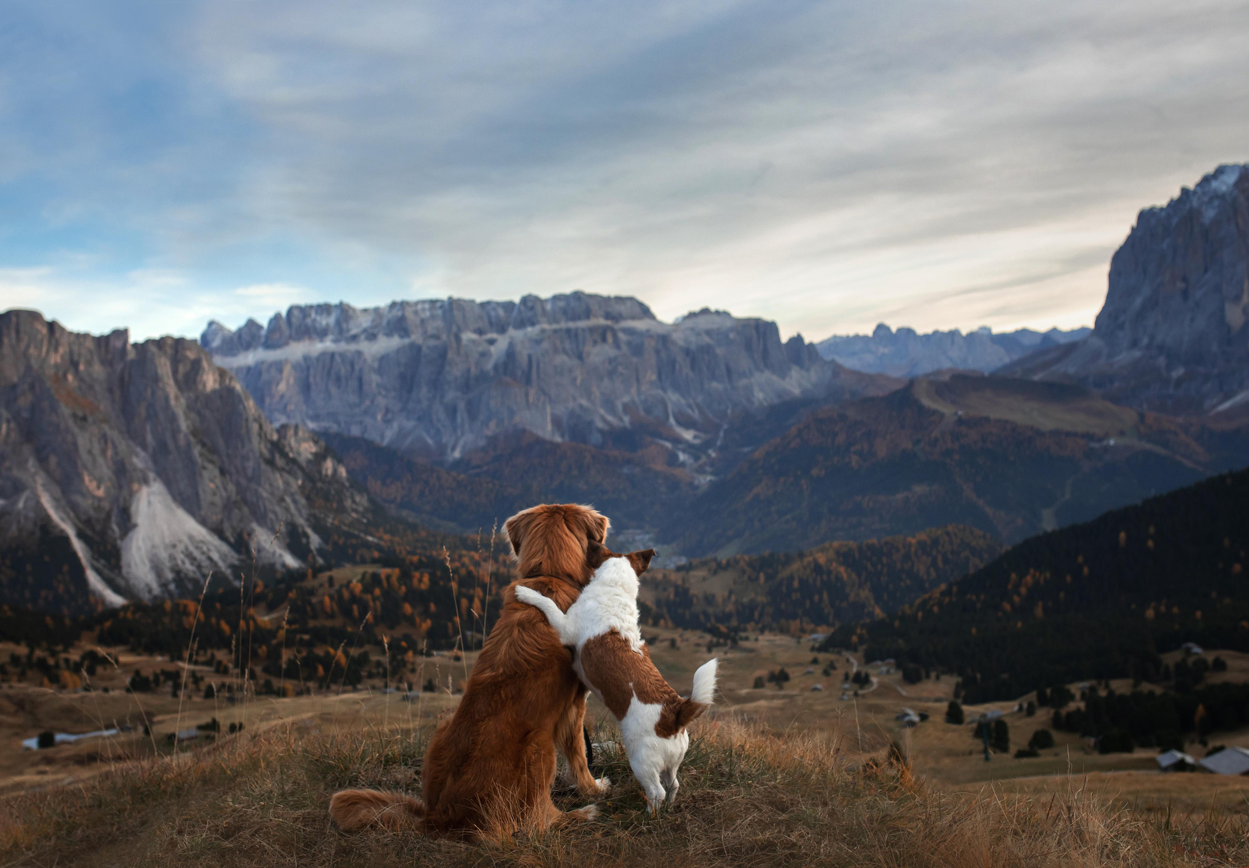 Photo of dogs in nature. landscape with dog. Dog photographer Averianova Anna — Art photography of dogs