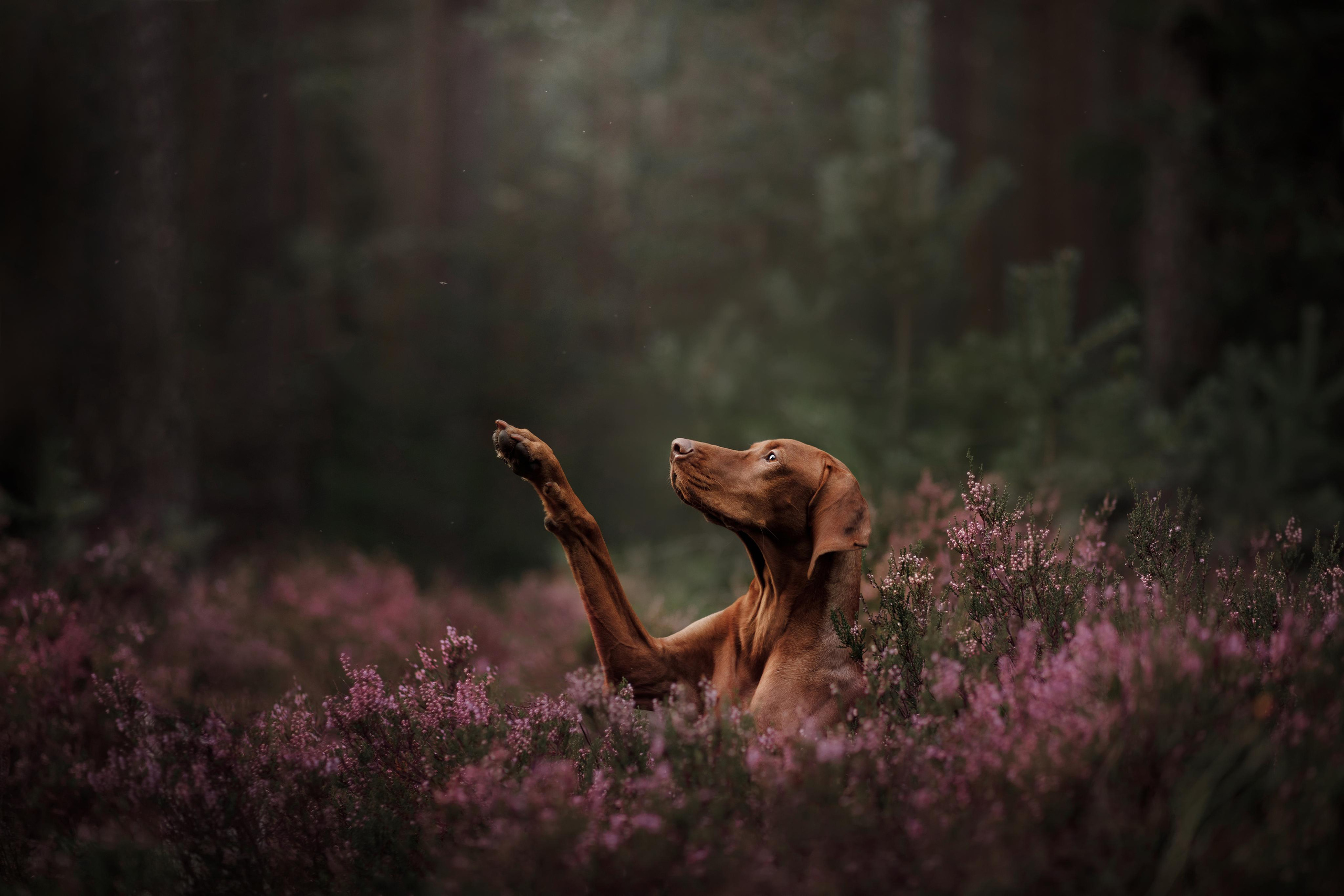 Photo of dogs in nature. landscape with dog. Dog photographer Averianova Anna — Art photography of dogs