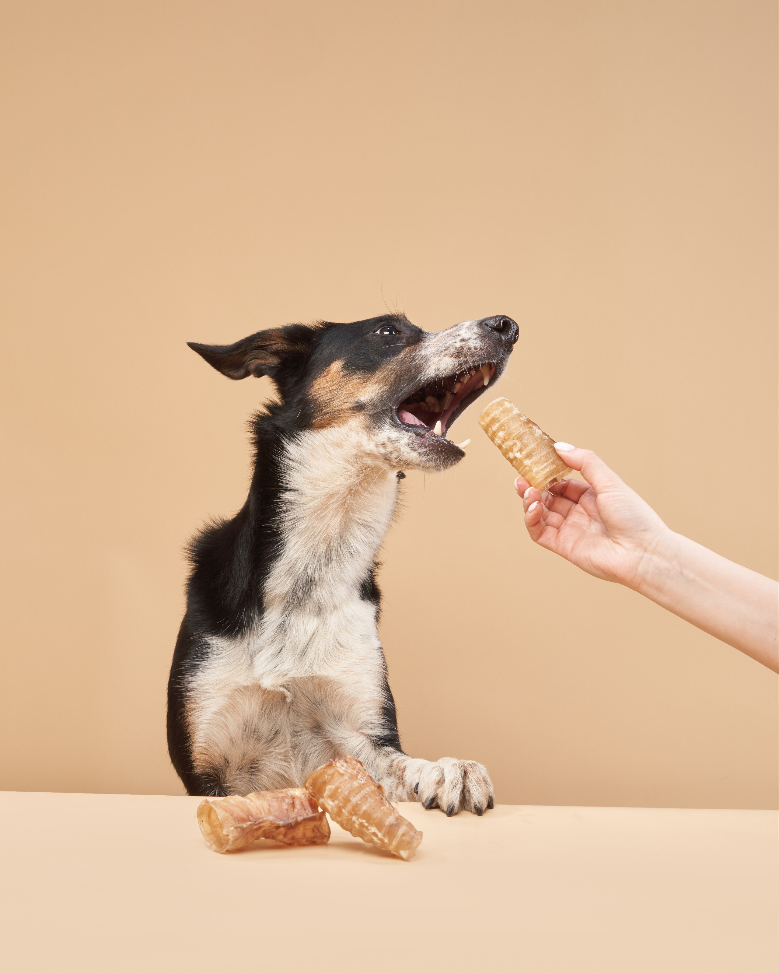 Advertising shooting with animals. Pets in advertising. Dog photographer Averianova Anna — Art photography of dogs