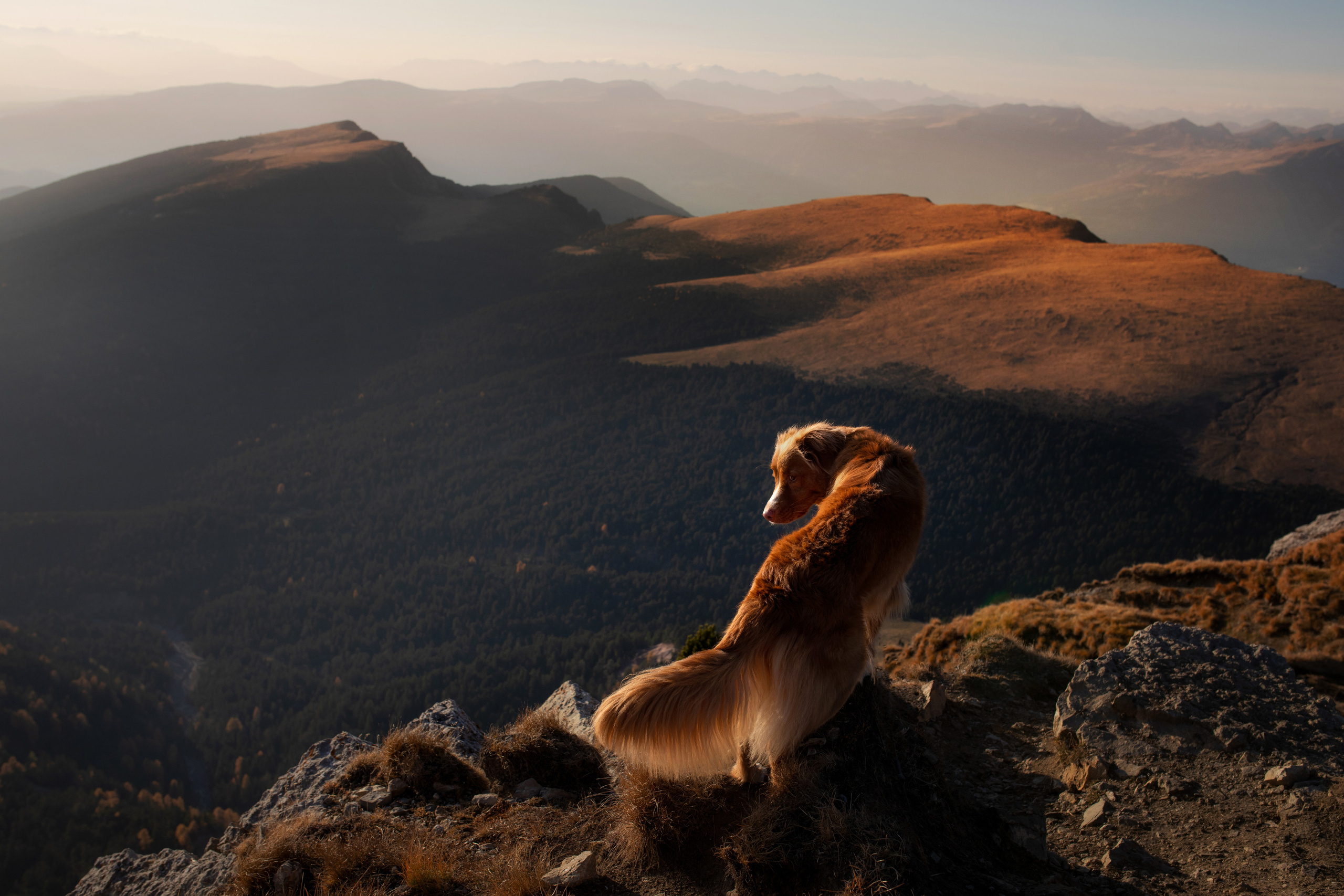 Photo of dogs in nature. landscape with dog. Dog photographer Averianova Anna — Art photography of dogs