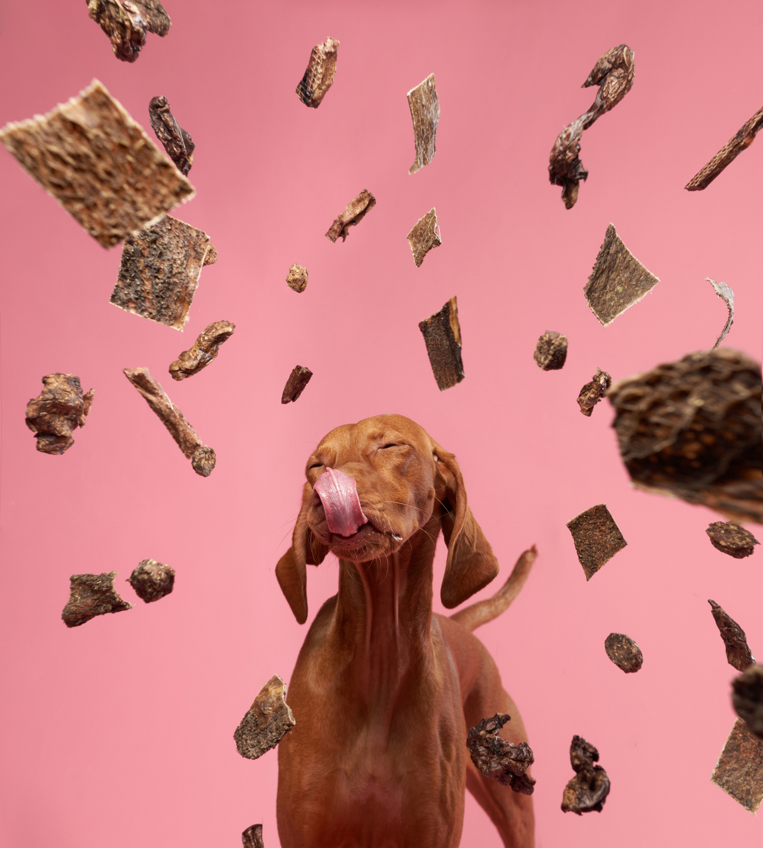 Advertising shooting with animals. Pets in advertising. Dog photographer Averianova Anna — Art photography of dogs