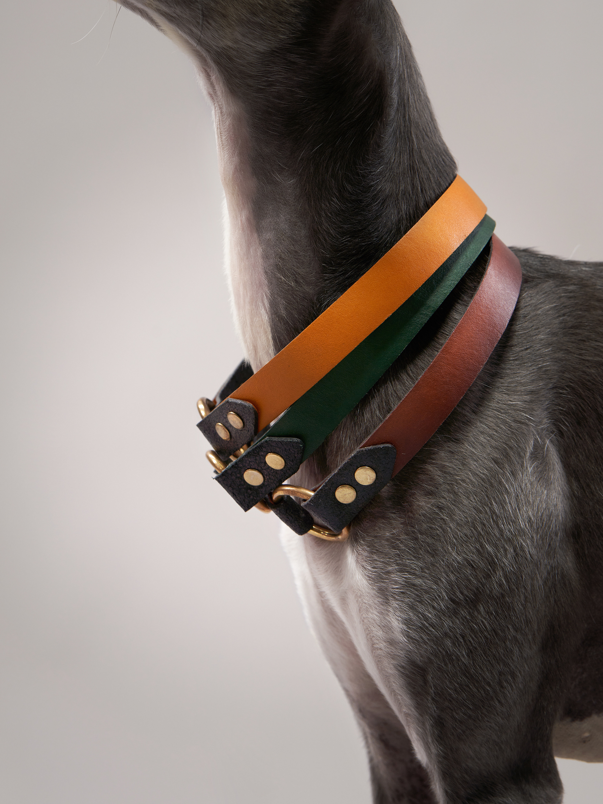 Advertising shooting with animals. Pets in advertising. Dog photographer Averianova Anna — Art photography of dogs