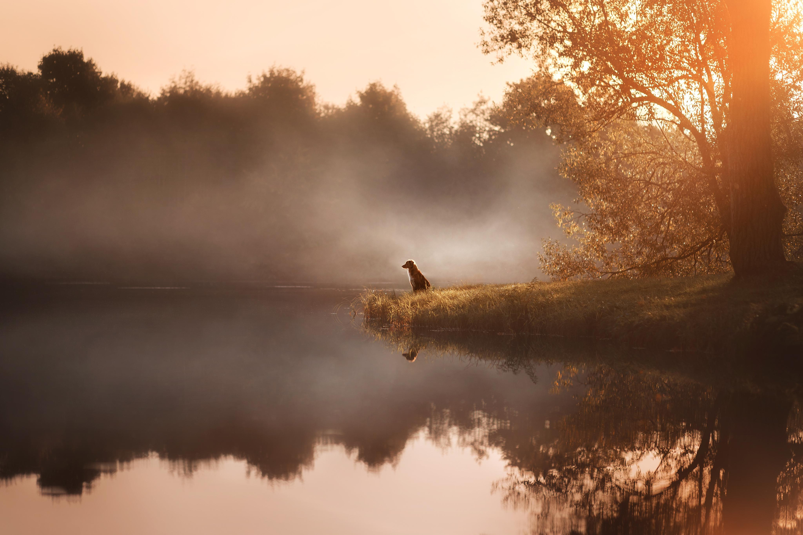 Портфолио Фотограф Аверьянова Анна. Portfolio dogphotogtapher. Фотограф-анималист Аверьянова Анна — Художественная фотосъёмка собак