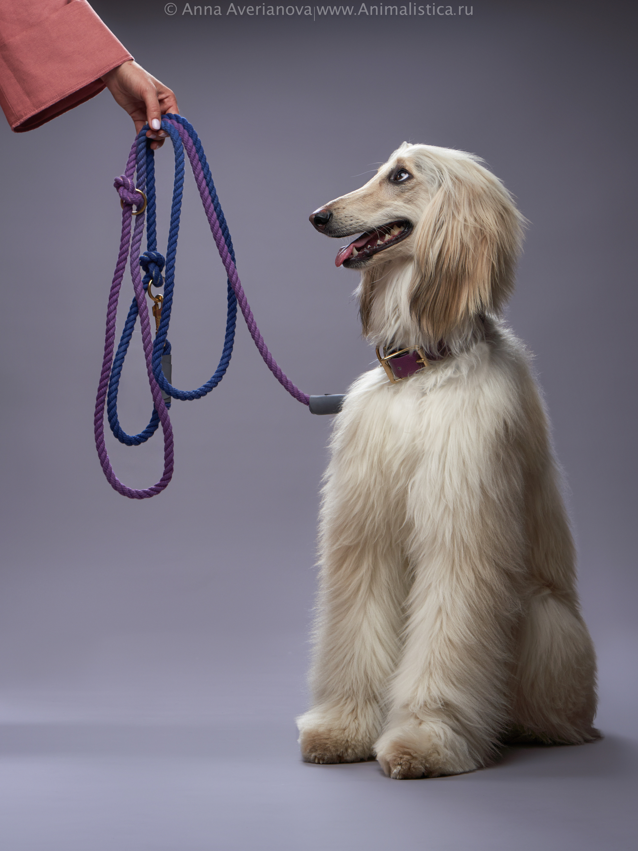 Advertising shooting with animals. Pets in advertising. Dog photographer Averianova Anna — Art photography of dogs