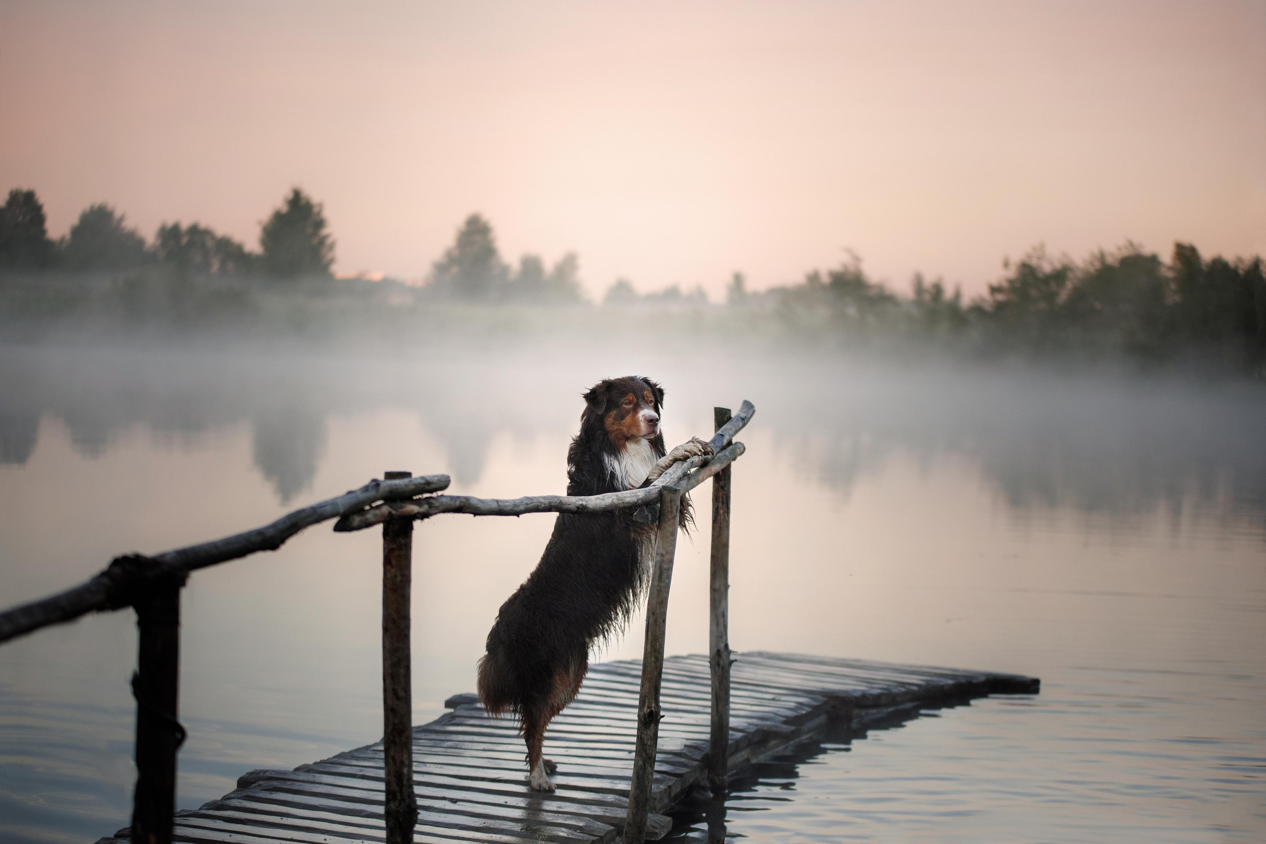 Photo of dogs in nature. landscape with dog. Dog photographer Averianova Anna — Art photography of dogs