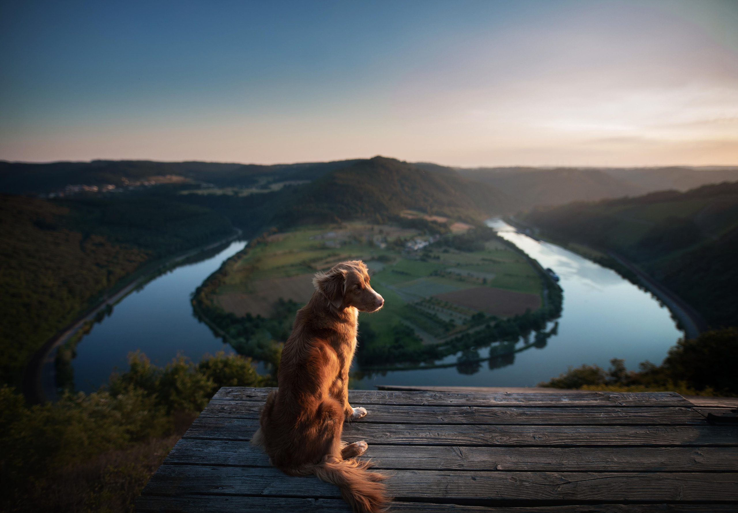 Photo of dogs in nature. landscape with dog. Dog photographer Averianova Anna — Art photography of dogs