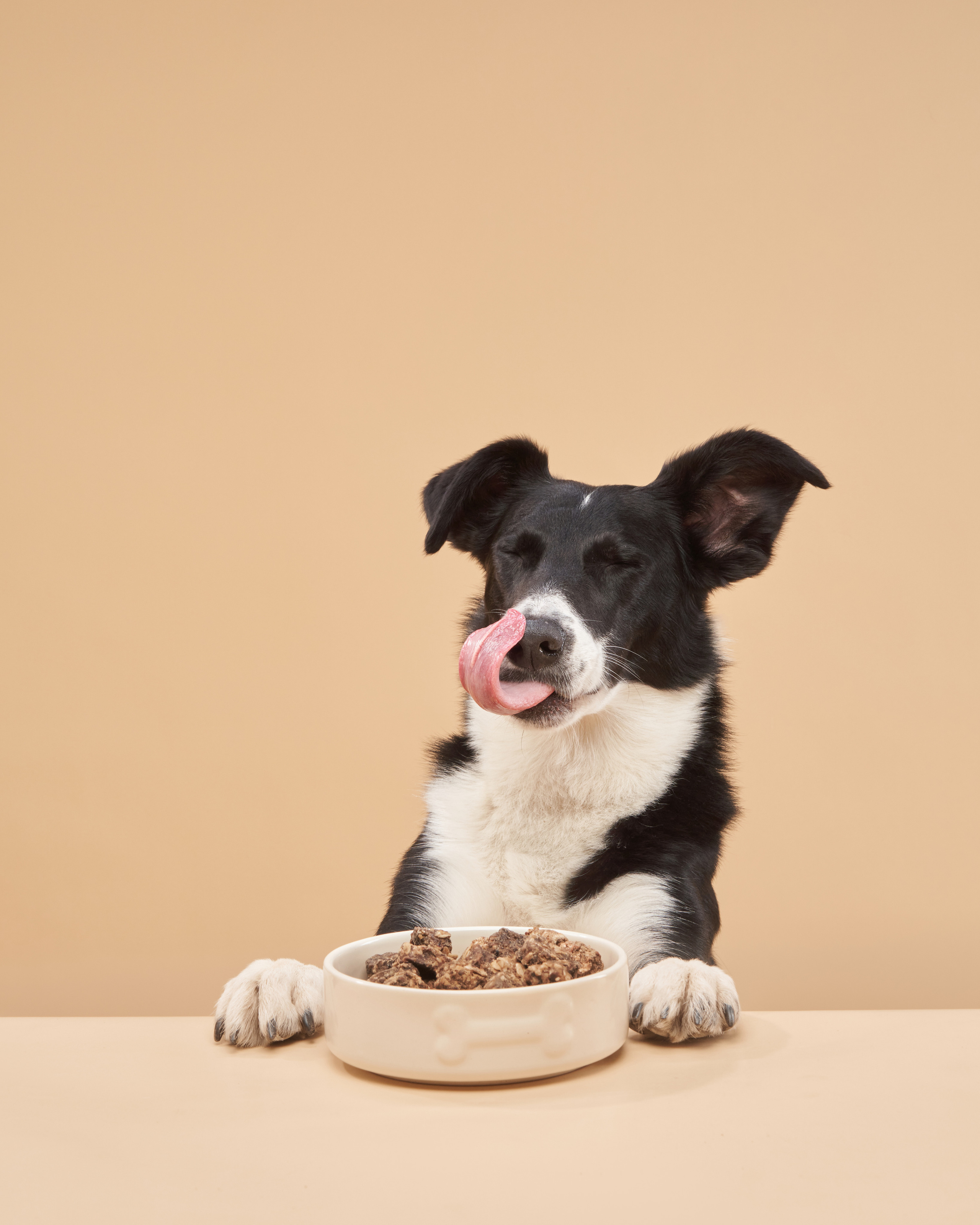 Advertising shooting with animals. Pets in advertising. Dog photographer Averianova Anna — Art photography of dogs