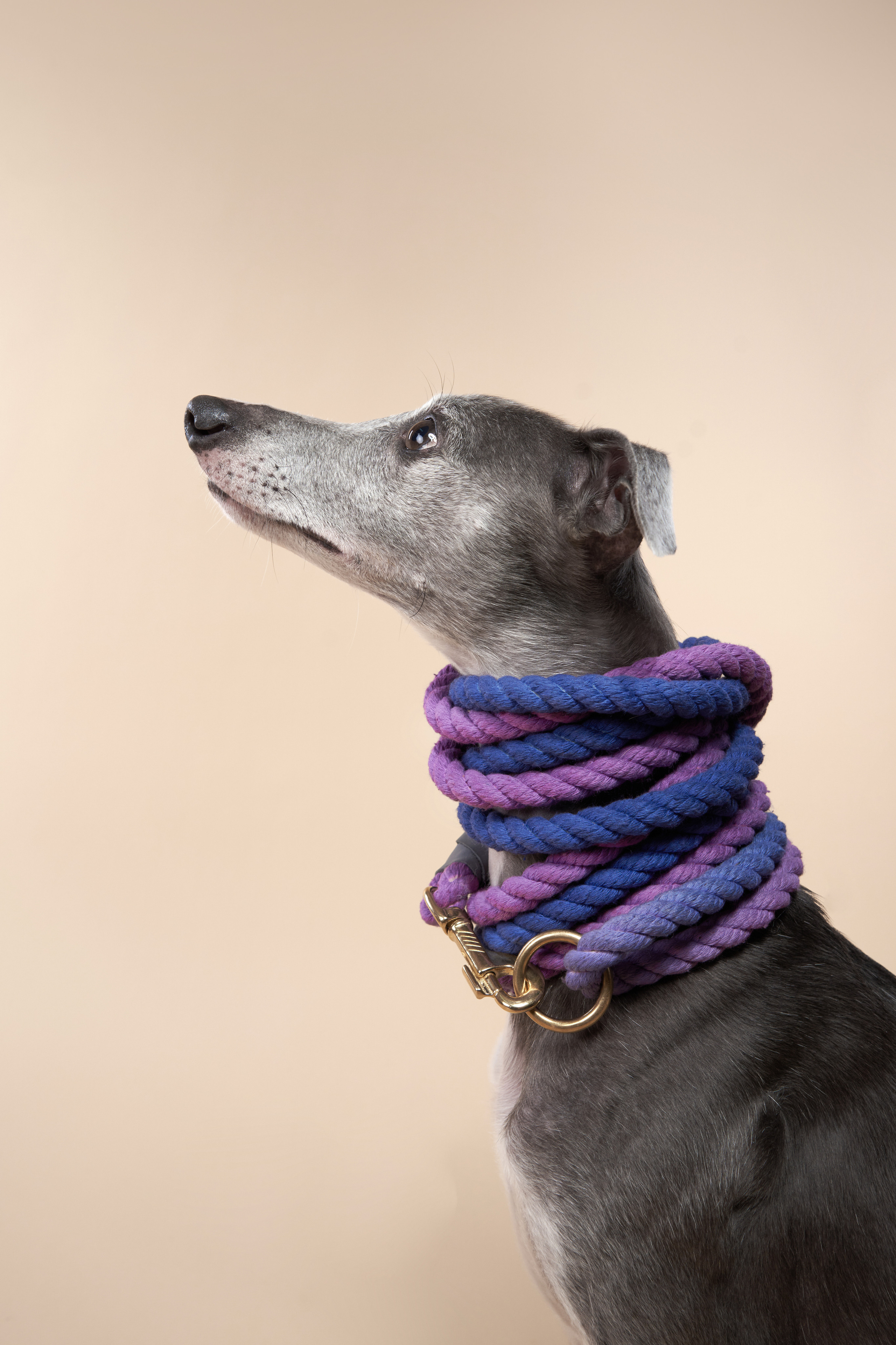 Advertising shooting with animals. Pets in advertising. Dog photographer Averianova Anna — Art photography of dogs