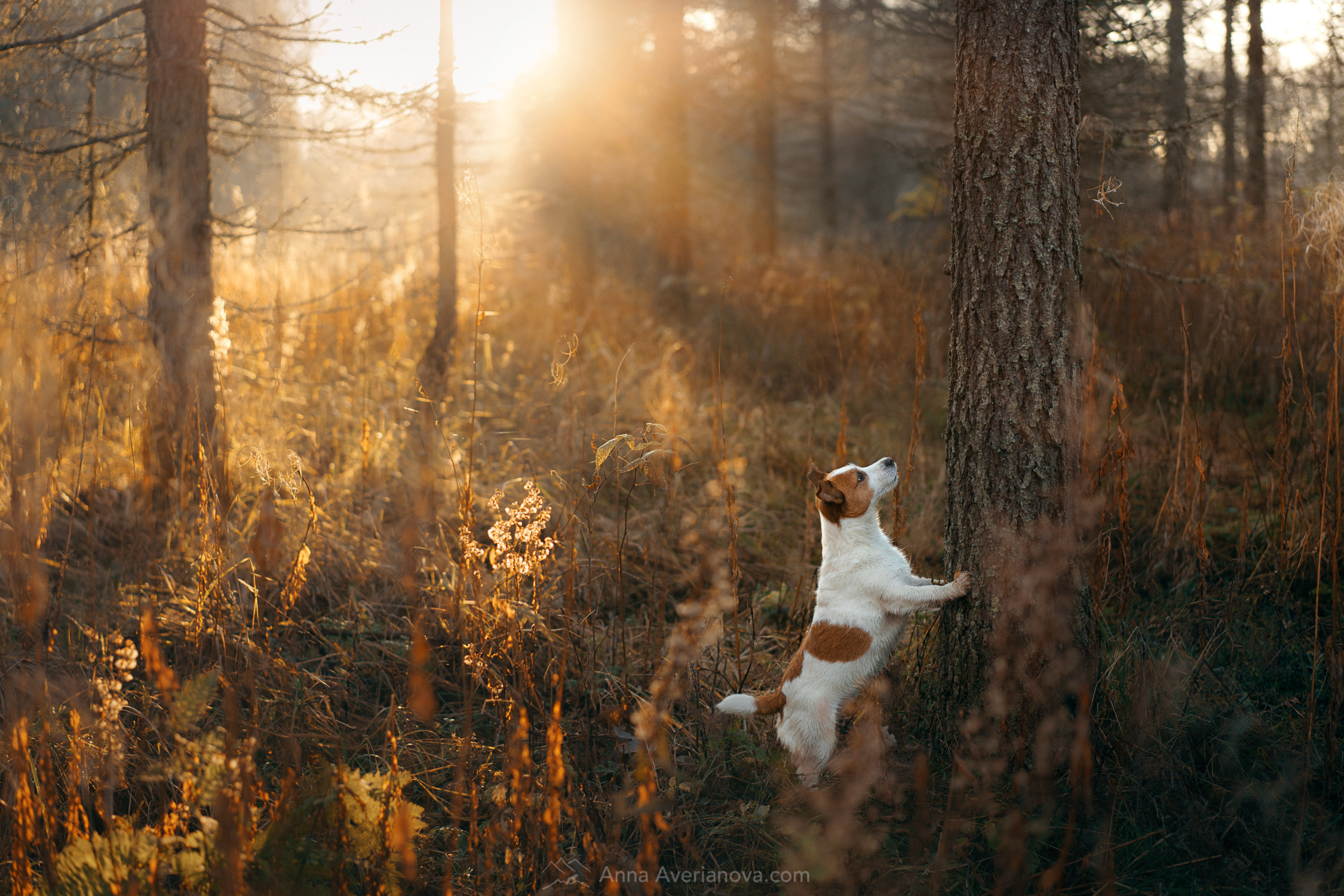 Photo of dogs in nature. landscape with dog. Dog photographer Averianova Anna — Art photography of dogs