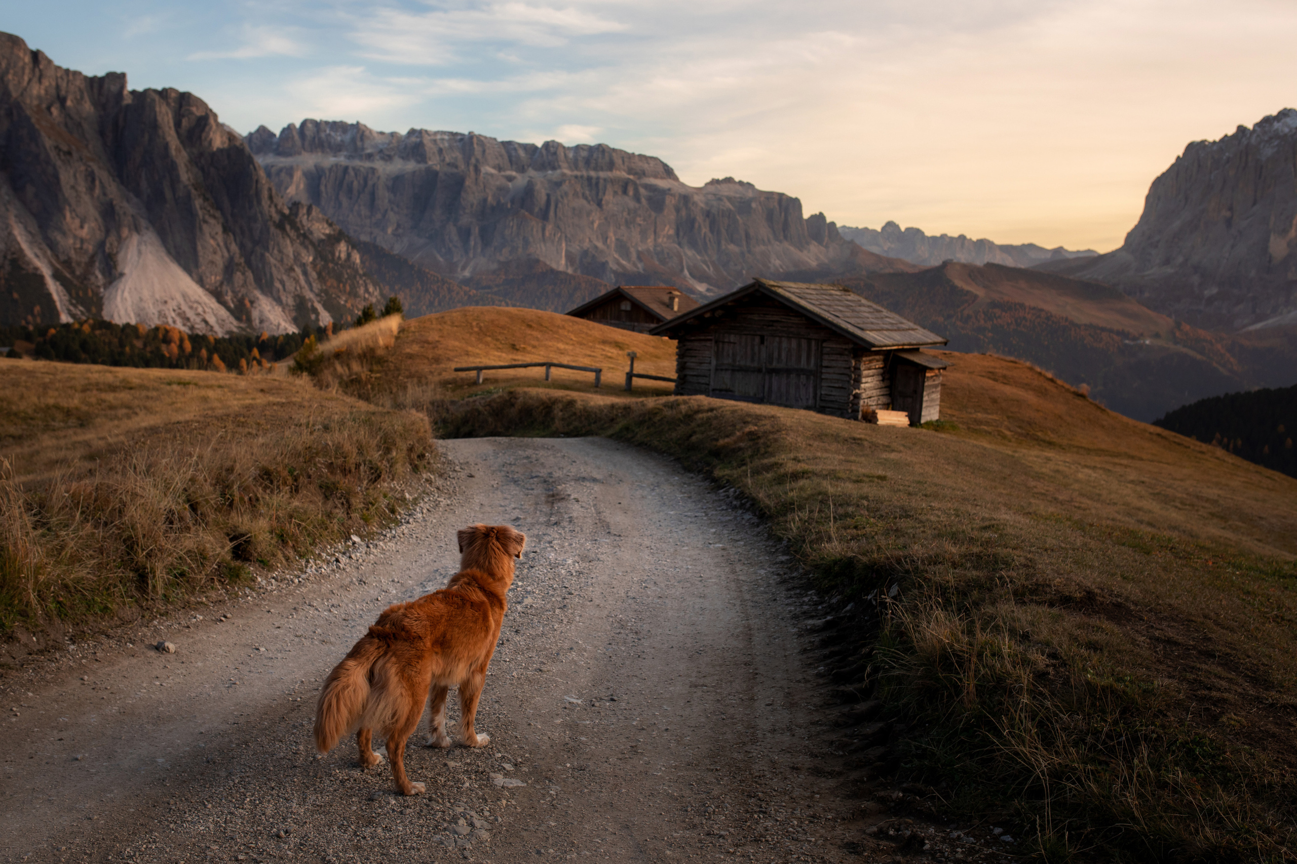 Photo of dogs in nature. landscape with dog. Dog photographer Averianova Anna — Art photography of dogs