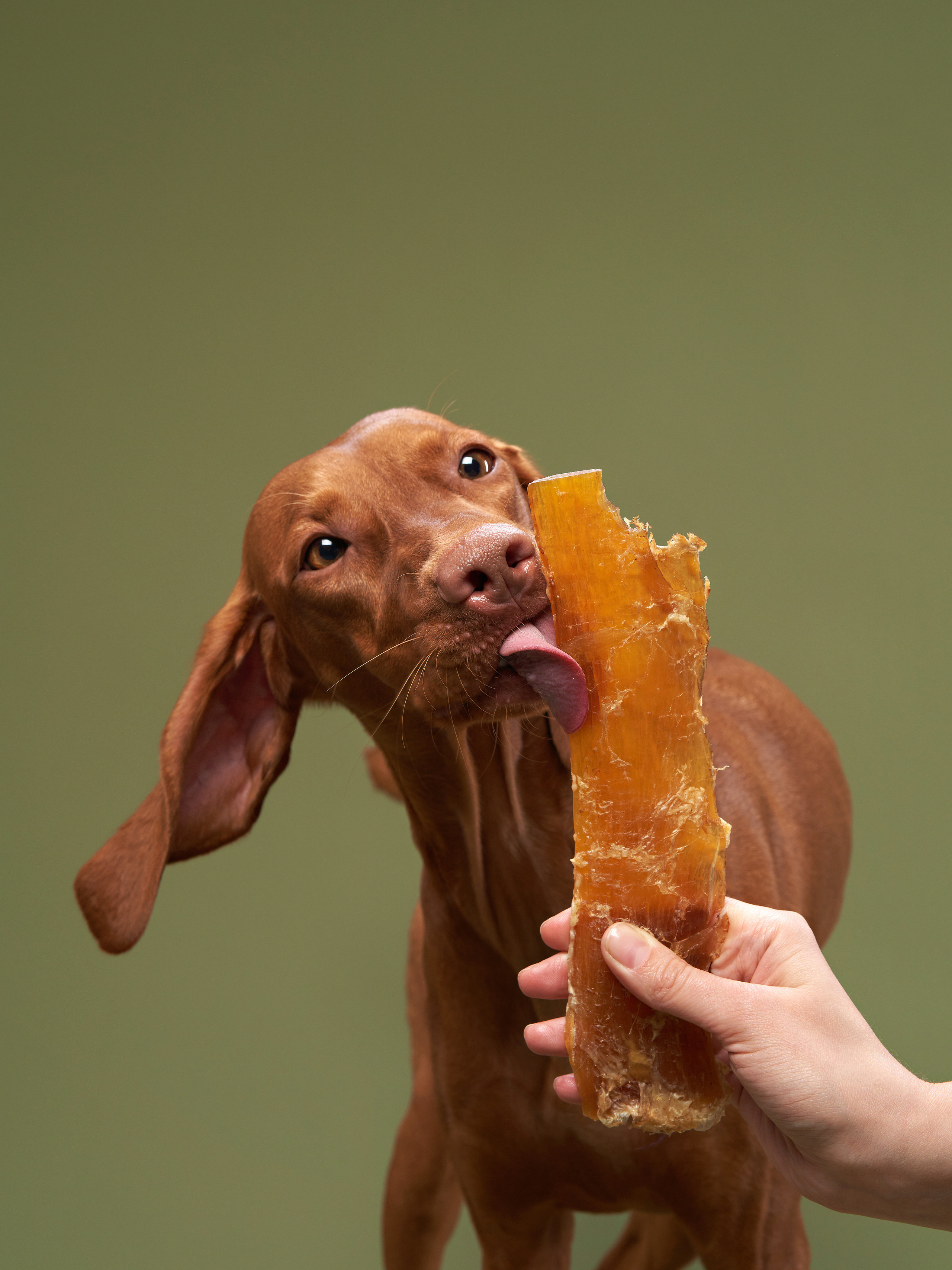 Advertising shooting with animals. Pets in advertising. Dog photographer Averianova Anna — Art photography of dogs