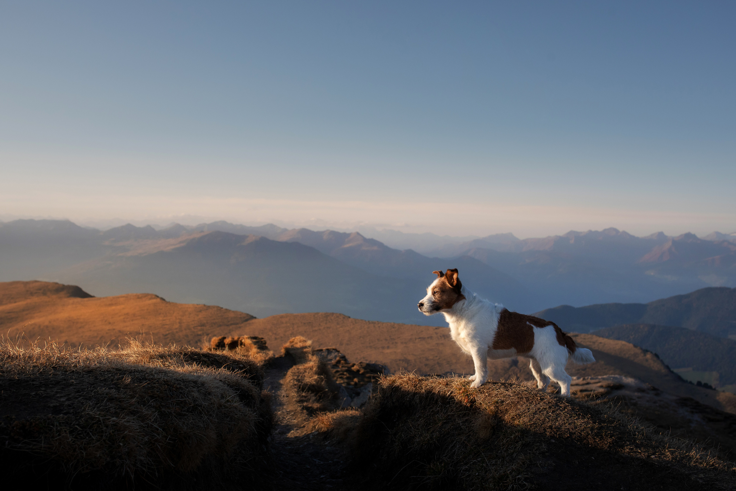 Photo of dogs in nature. landscape with dog. Dog photographer Averianova Anna — Art photography of dogs