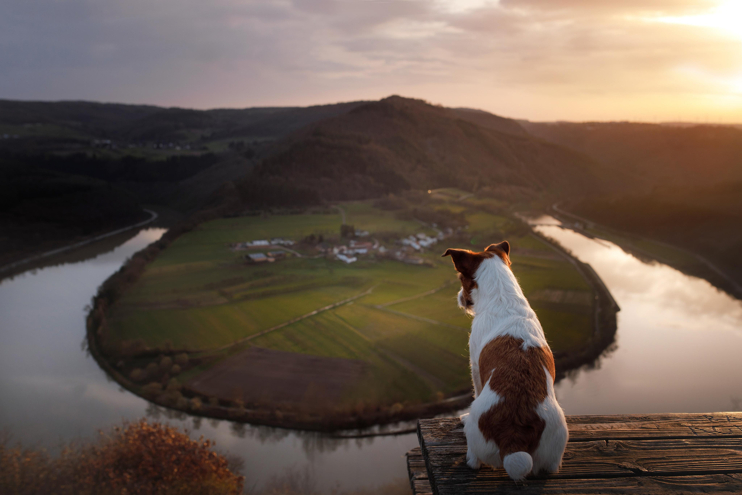 Photo of dogs in nature. landscape with dog. Dog photographer Averianova Anna — Art photography of dogs