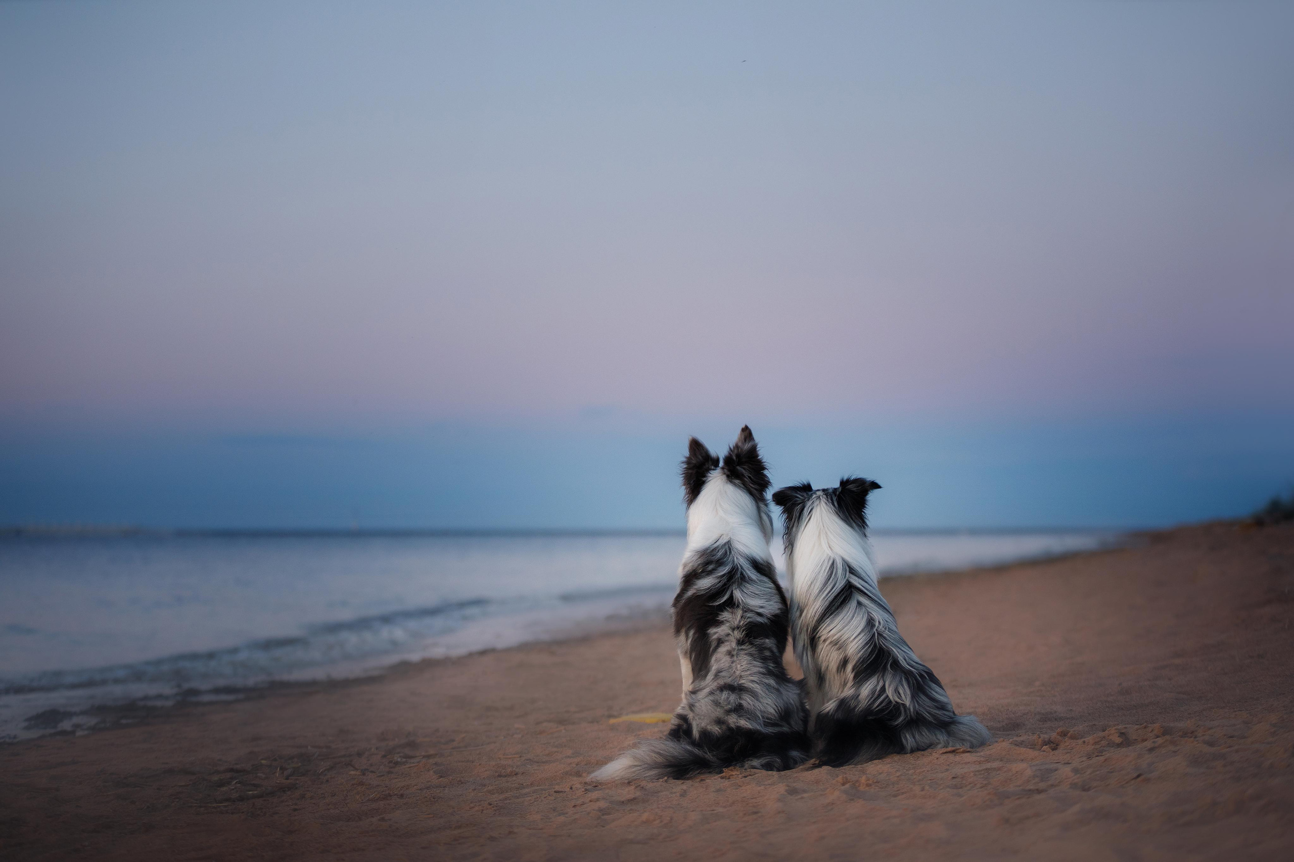 Портфолио Фотограф Аверьянова Анна. Portfolio dogphotogtapher. Фотограф-анималист Аверьянова Анна — Художественная фотосъёмка собак