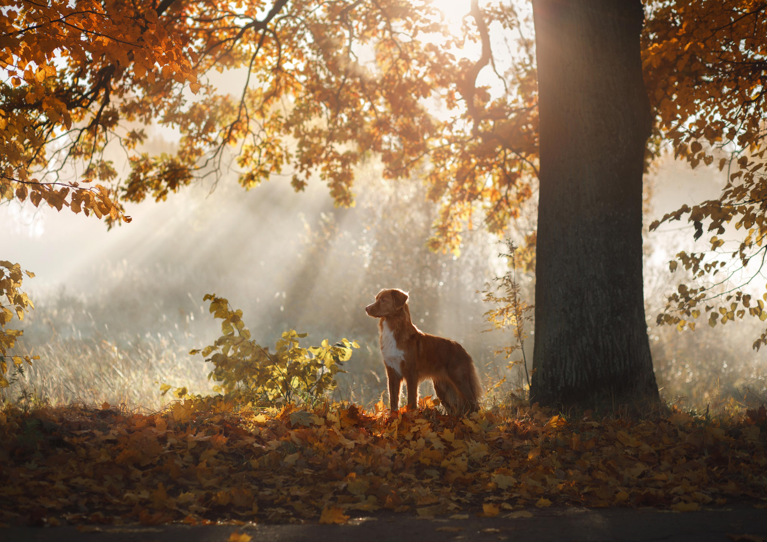 Photo of dogs in nature. landscape with dog. Dog photographer Averianova Anna — Art photography of dogs
