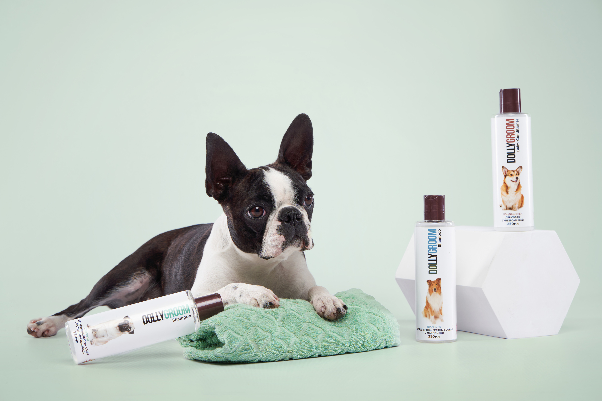 Advertising shooting with animals. Pets in advertising. Dog photographer Averianova Anna — Art photography of dogs