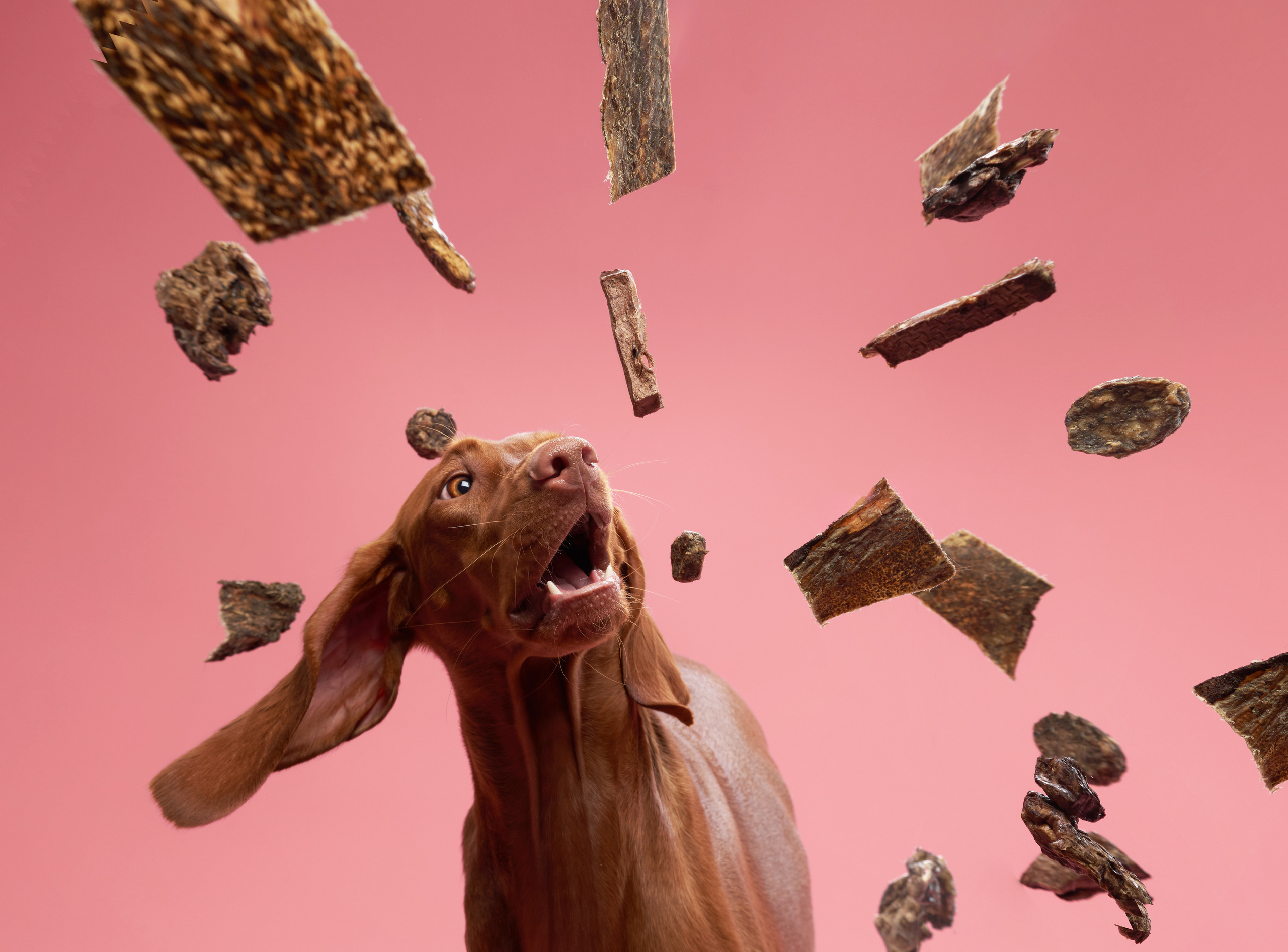 Advertising shooting with animals. Pets in advertising. Dog photographer Averianova Anna — Art photography of dogs