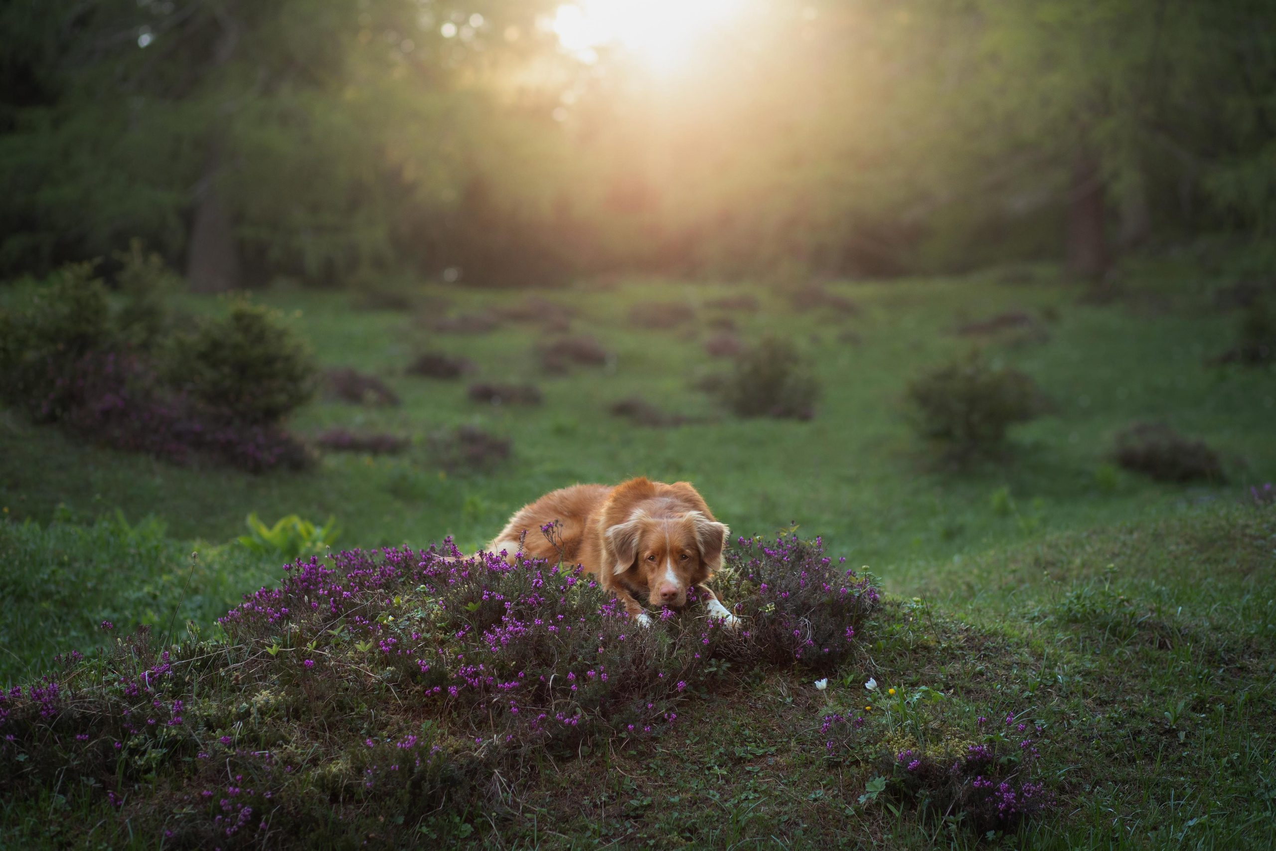Photo of dogs in nature. landscape with dog. Dog photographer Averianova Anna — Art photography of dogs