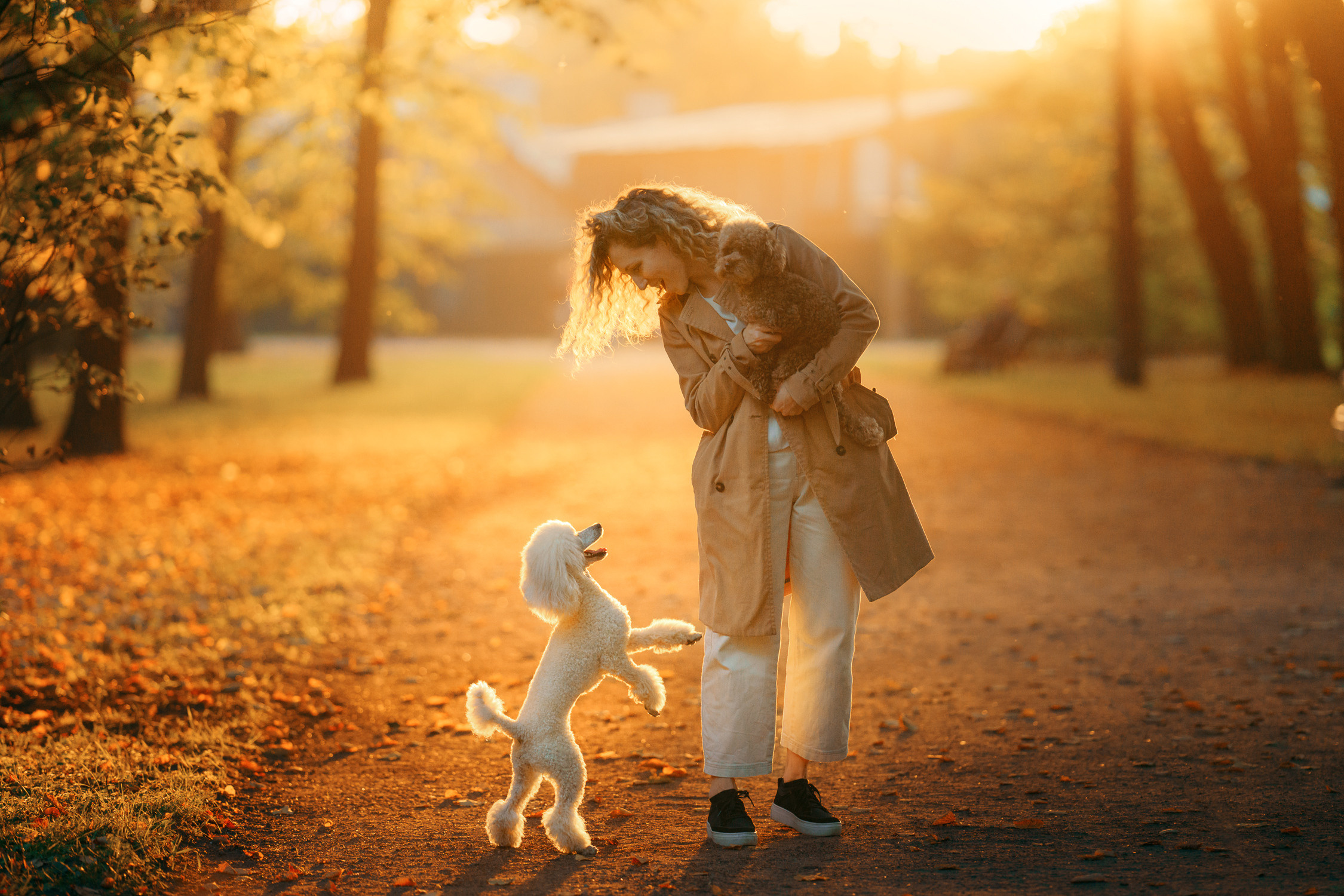 Photo of dogs in nature. landscape with dog. Dog photographer Averianova Anna — Art photography of dogs